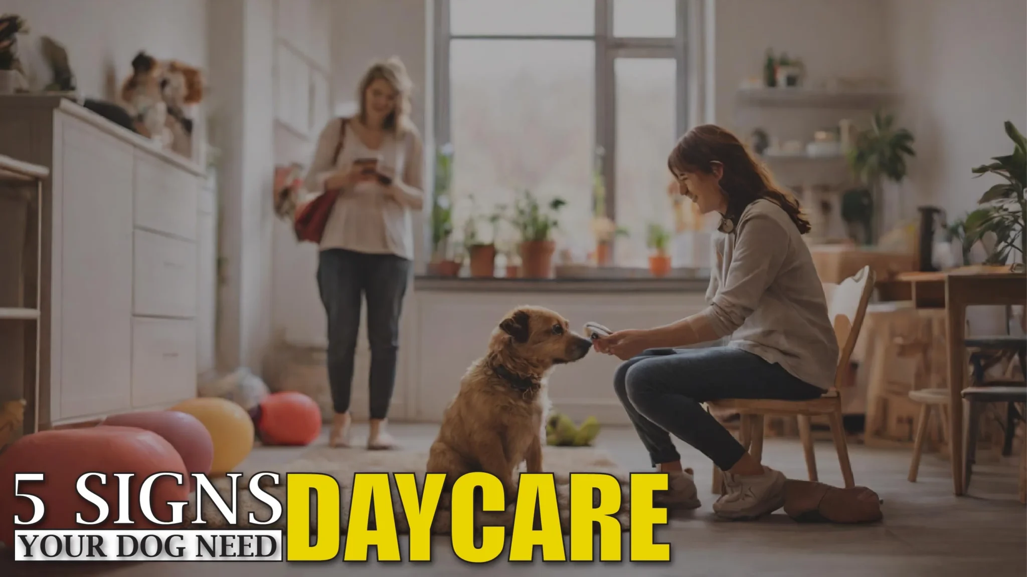 Signs Your Dog Needs Daycare