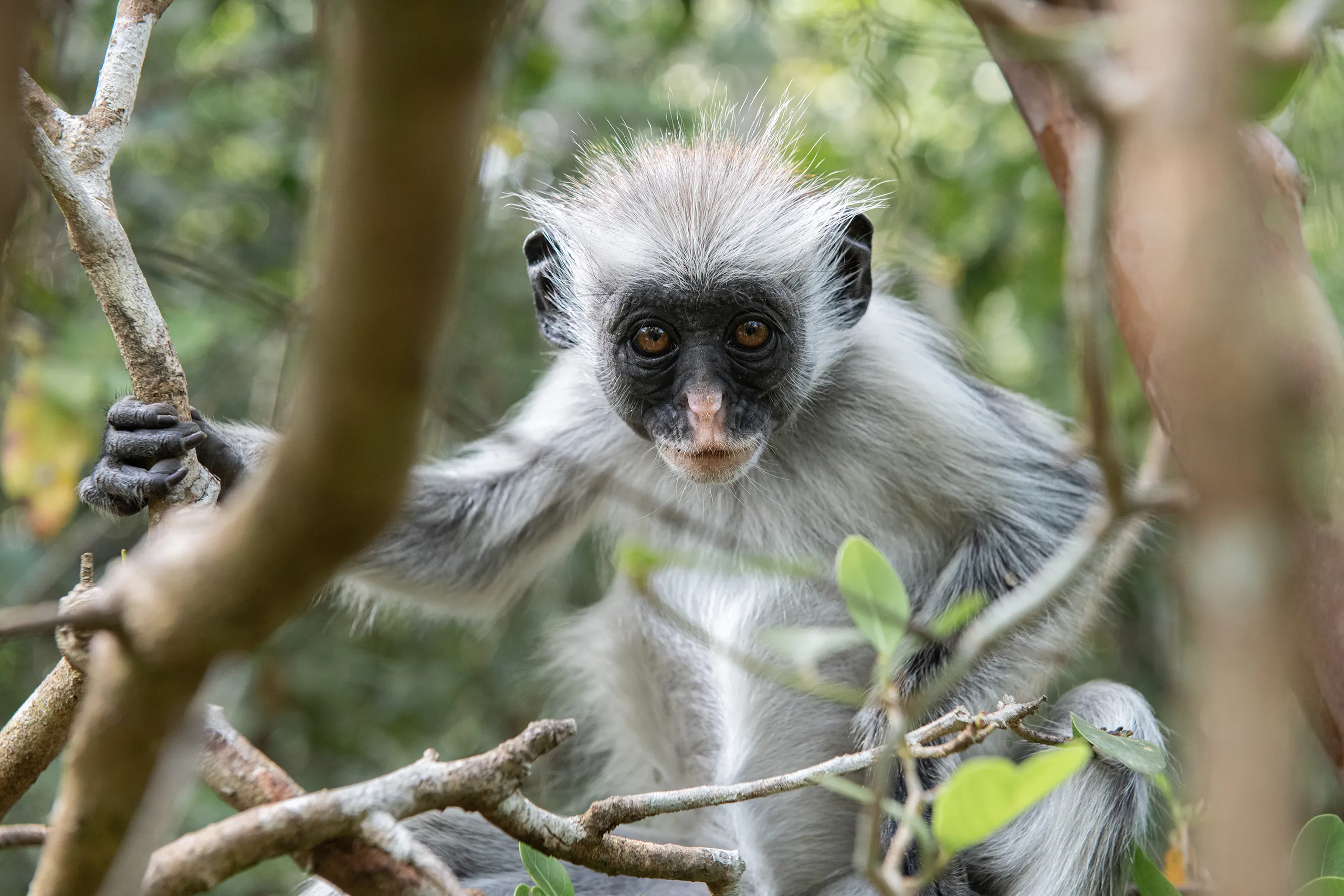 A close up portrait of a red colobus monkey looking from a tree branch in the Kenyan forest.