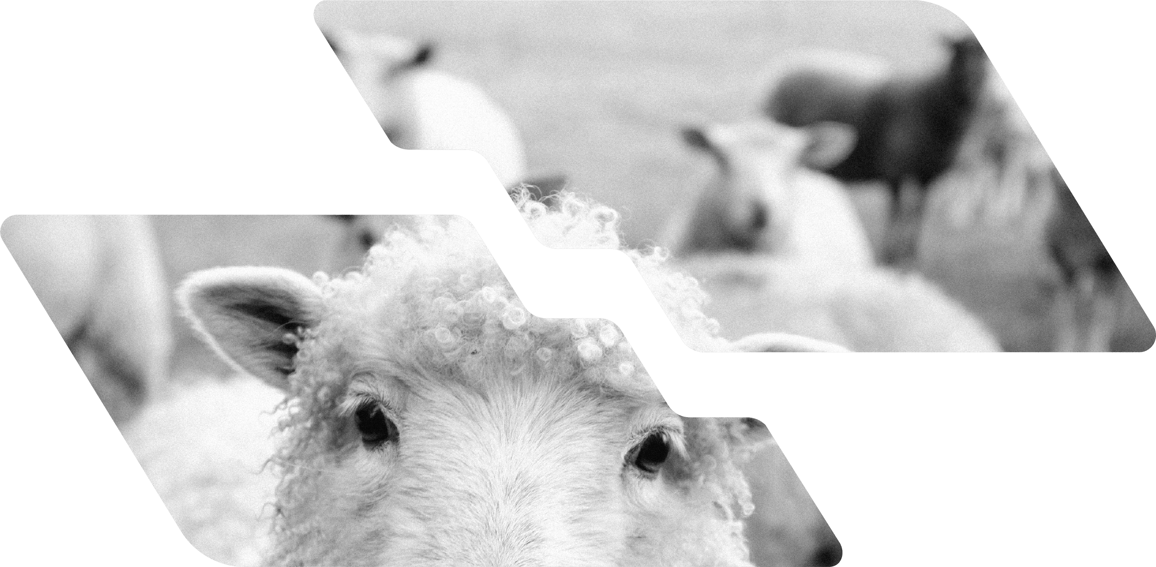 Black Sheep - blog post image3