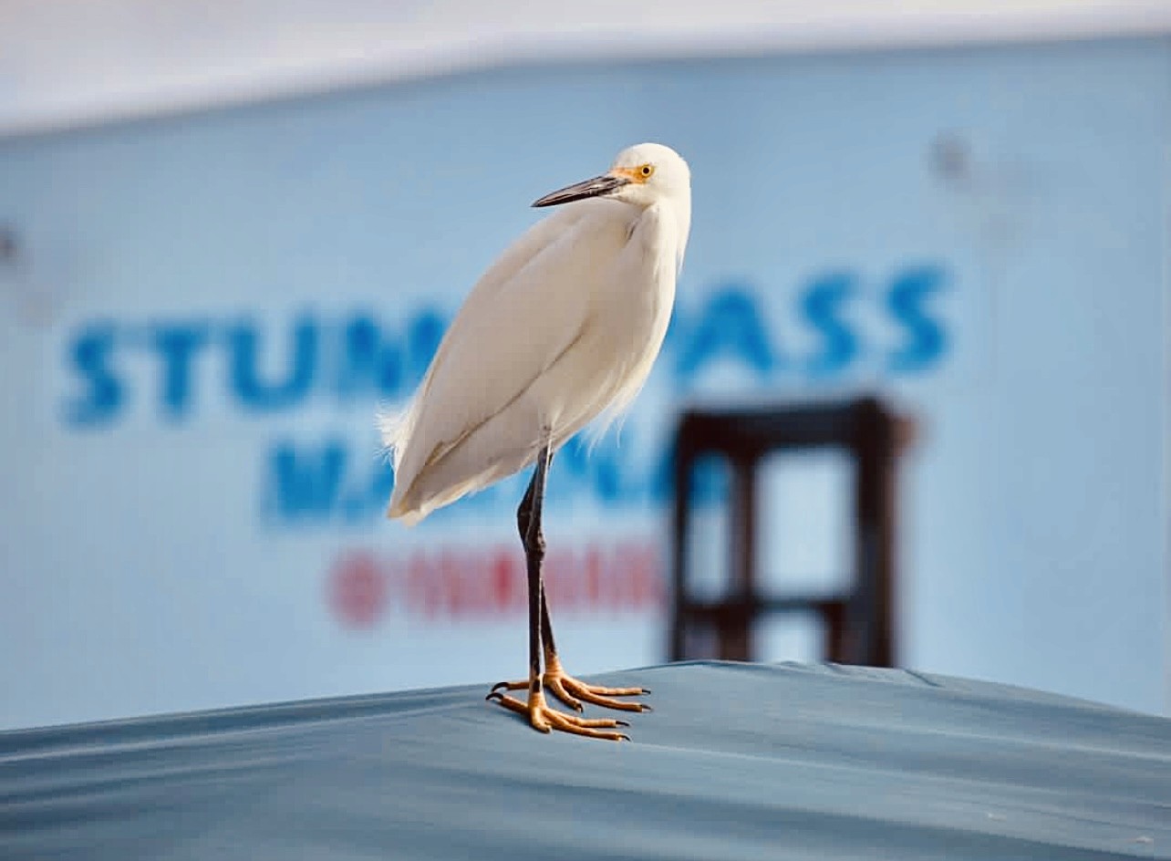 egret on boat hull