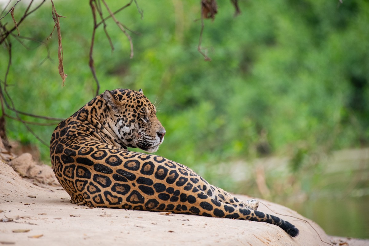 Brazil Safari - Guest Blog - Lynne Hopkins