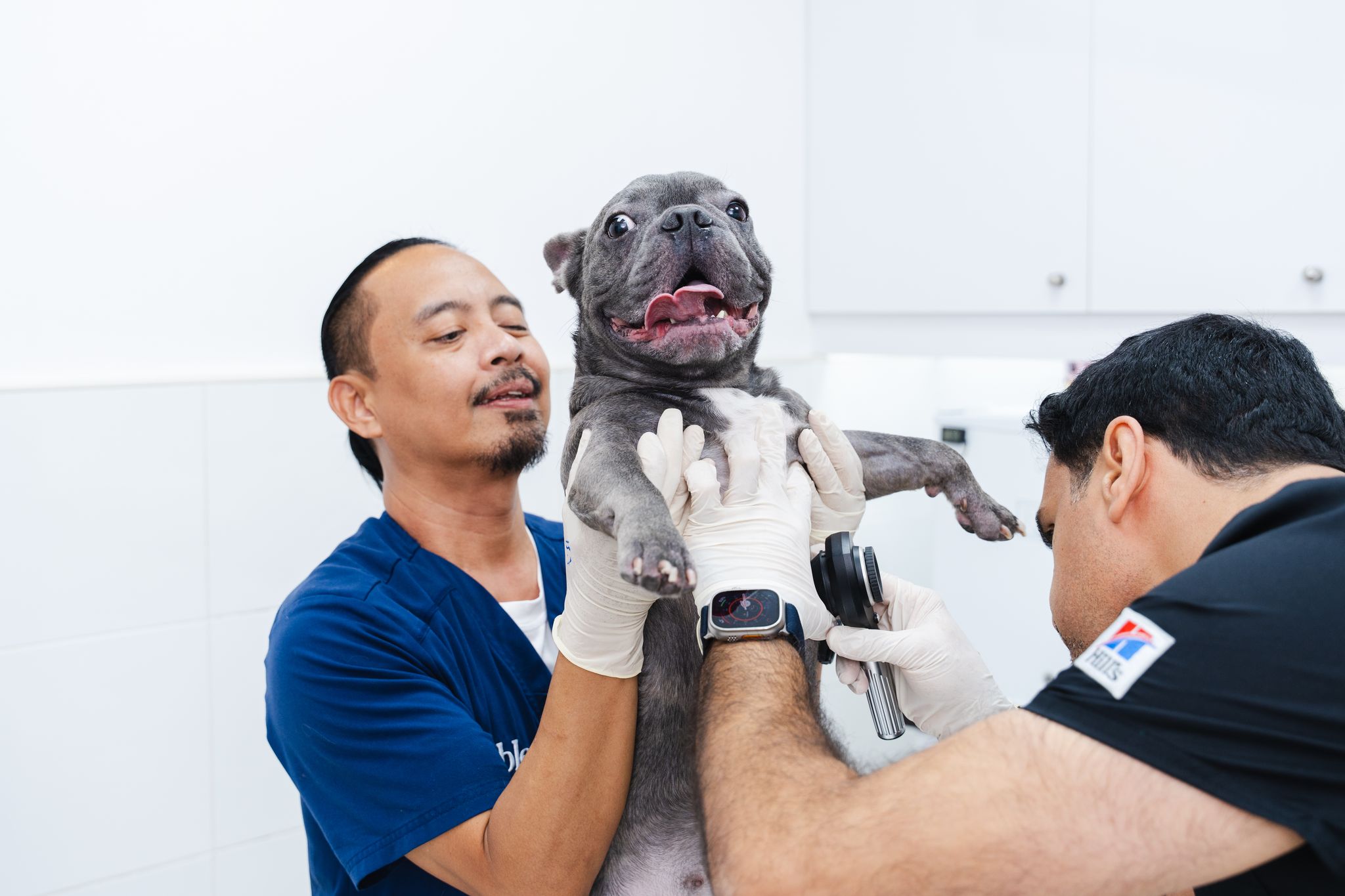 A dog is standing on the two hind legs while being supported by two veterinarians. They are checking the cat's condition.