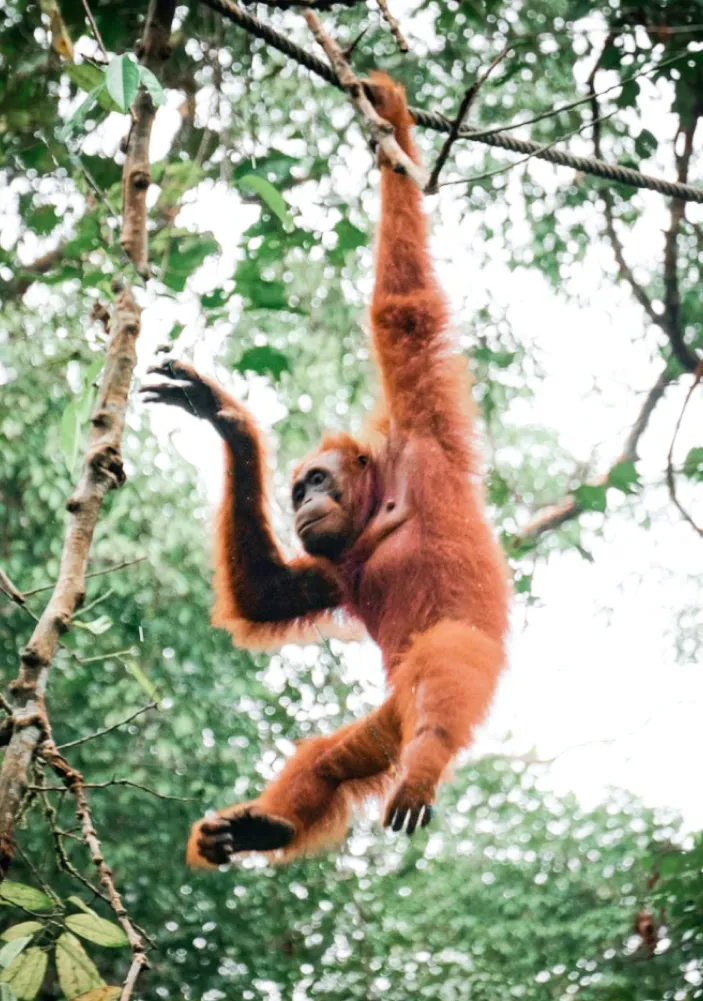 An orangutan swinging in the trees