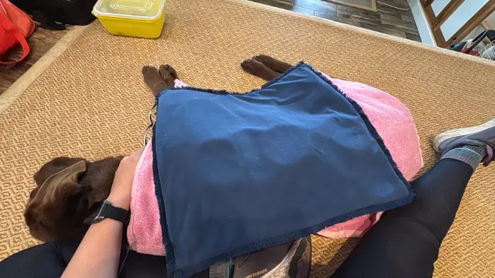 old brown labrador retriever lying on her side with the PEMF mat on her side