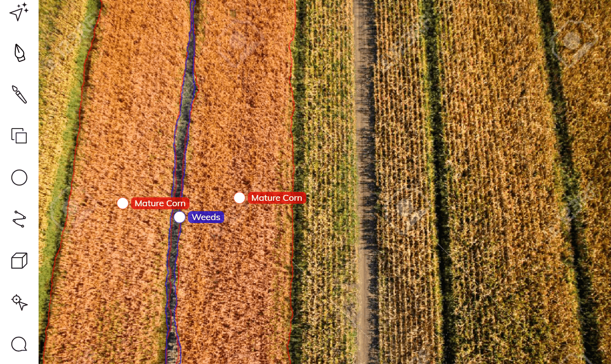 Annotated corn field with mature corn and weeds for crop and yield monitoring.