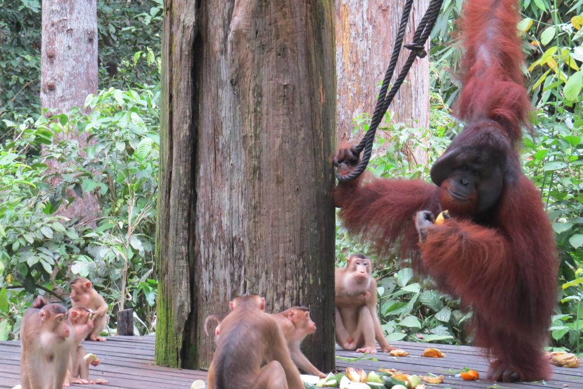 Orangutan Sanctuary Borneo