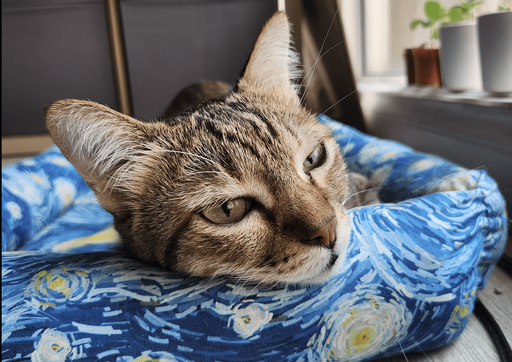 A tabby cat, with its chin resting on the edge of a blue cat bed.