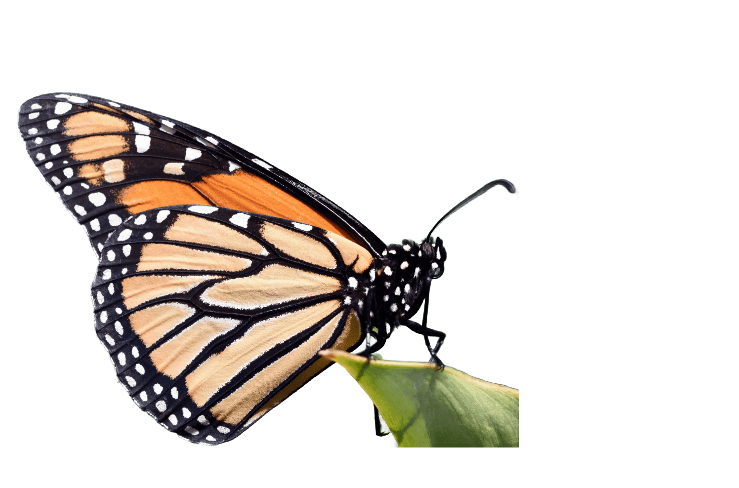 Monarch butterfly on green leaf macro photography (Background Removed)