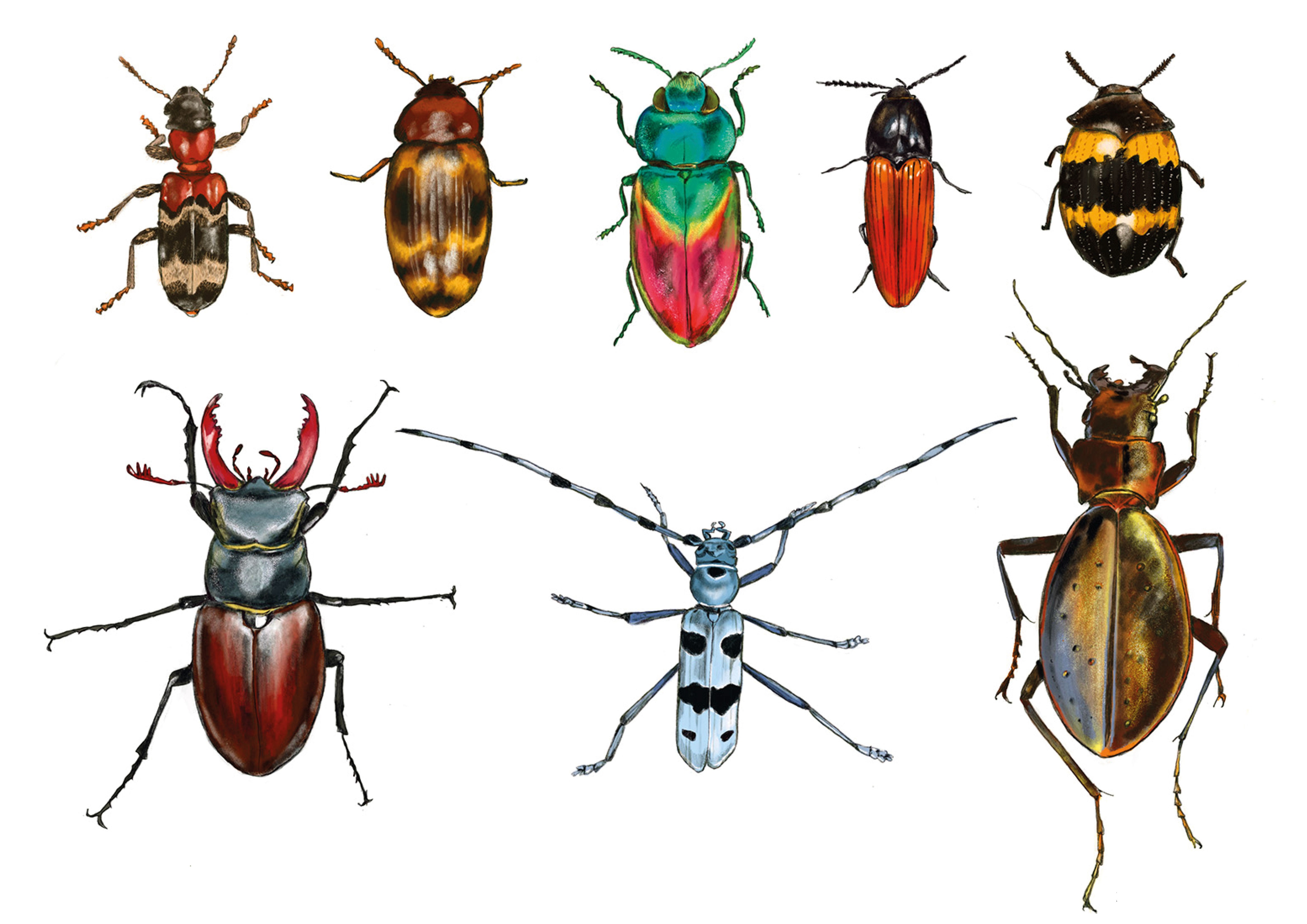 Verschiedene Käferarten