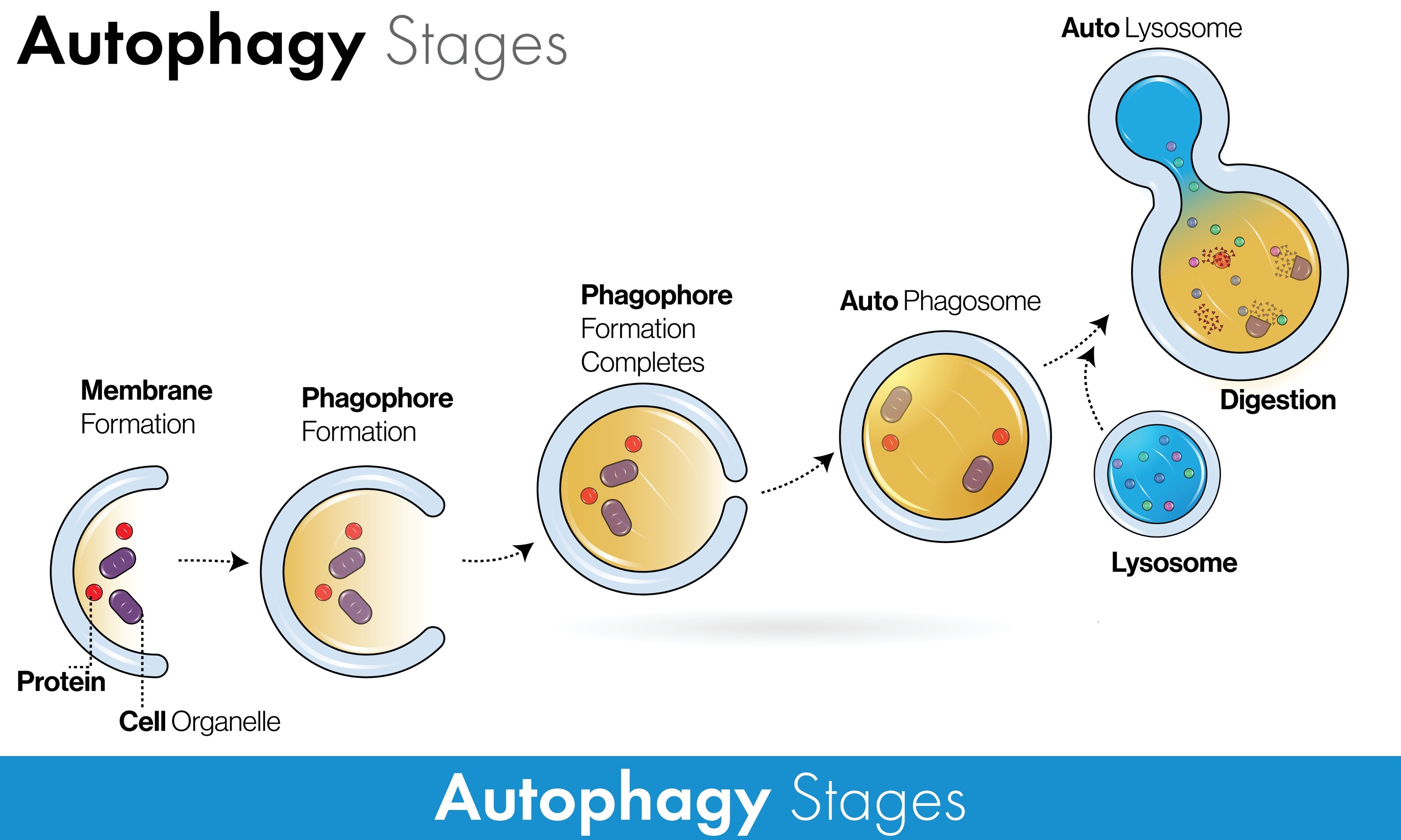 Image of a cell undergoing the process of autophagy, showing a damaged organelle being engulfed by a membrane