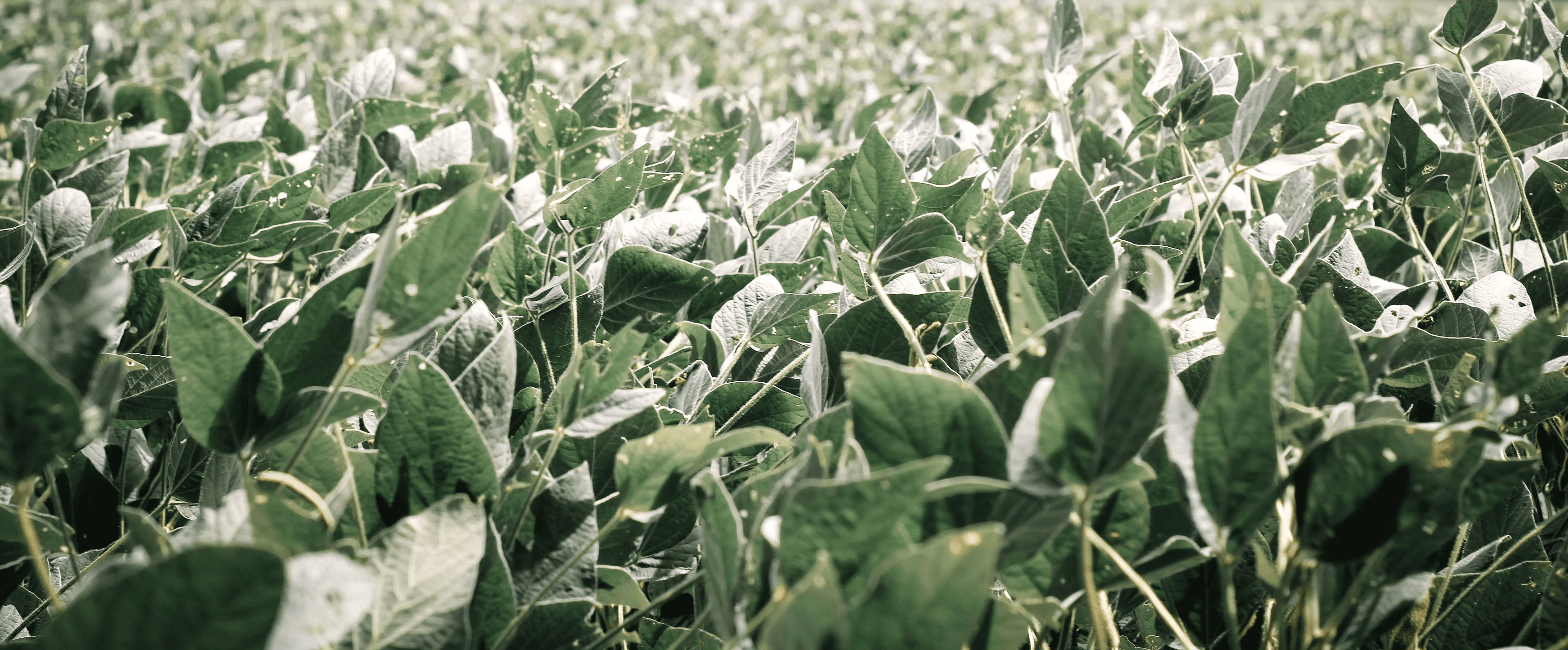 Close-up view of a green field covered with morning dew or frost.