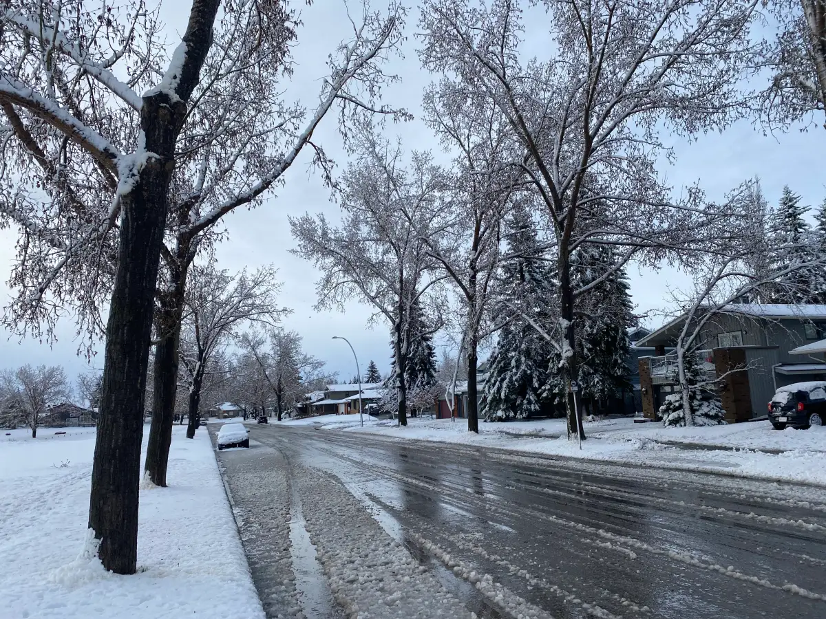 Slushy residential street lined with snow-dusted mature trees and houses in Killarney, SW Calgary
