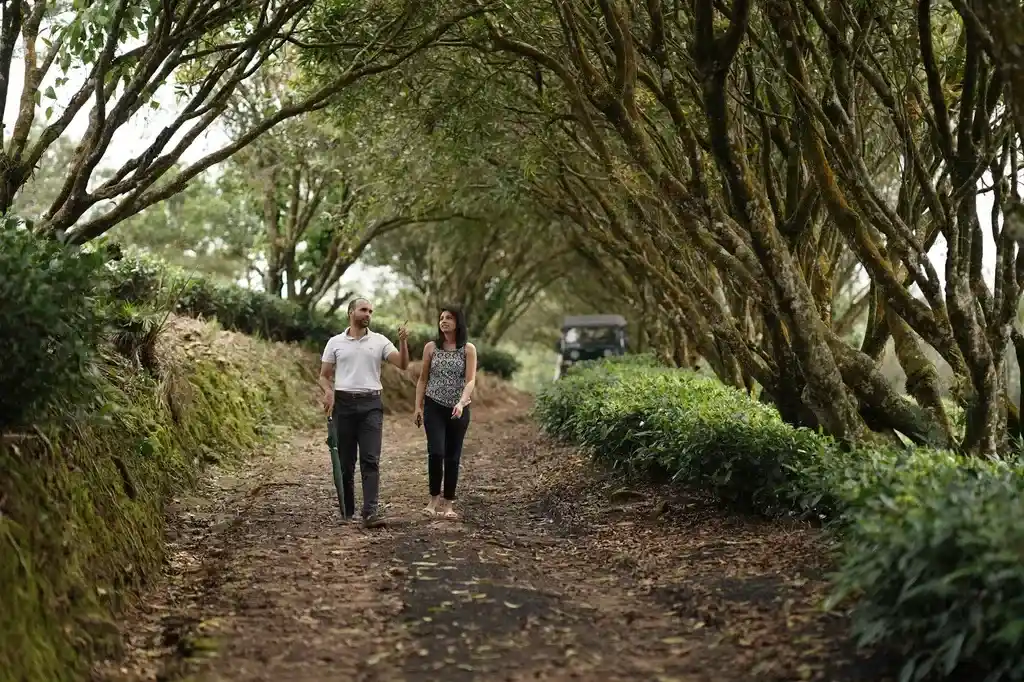Misty Mountain Plantation Resort