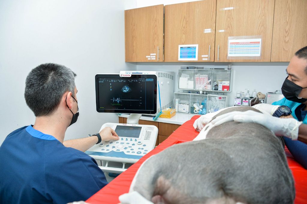 Pets Health vets using ultrasonography on a canine patient.