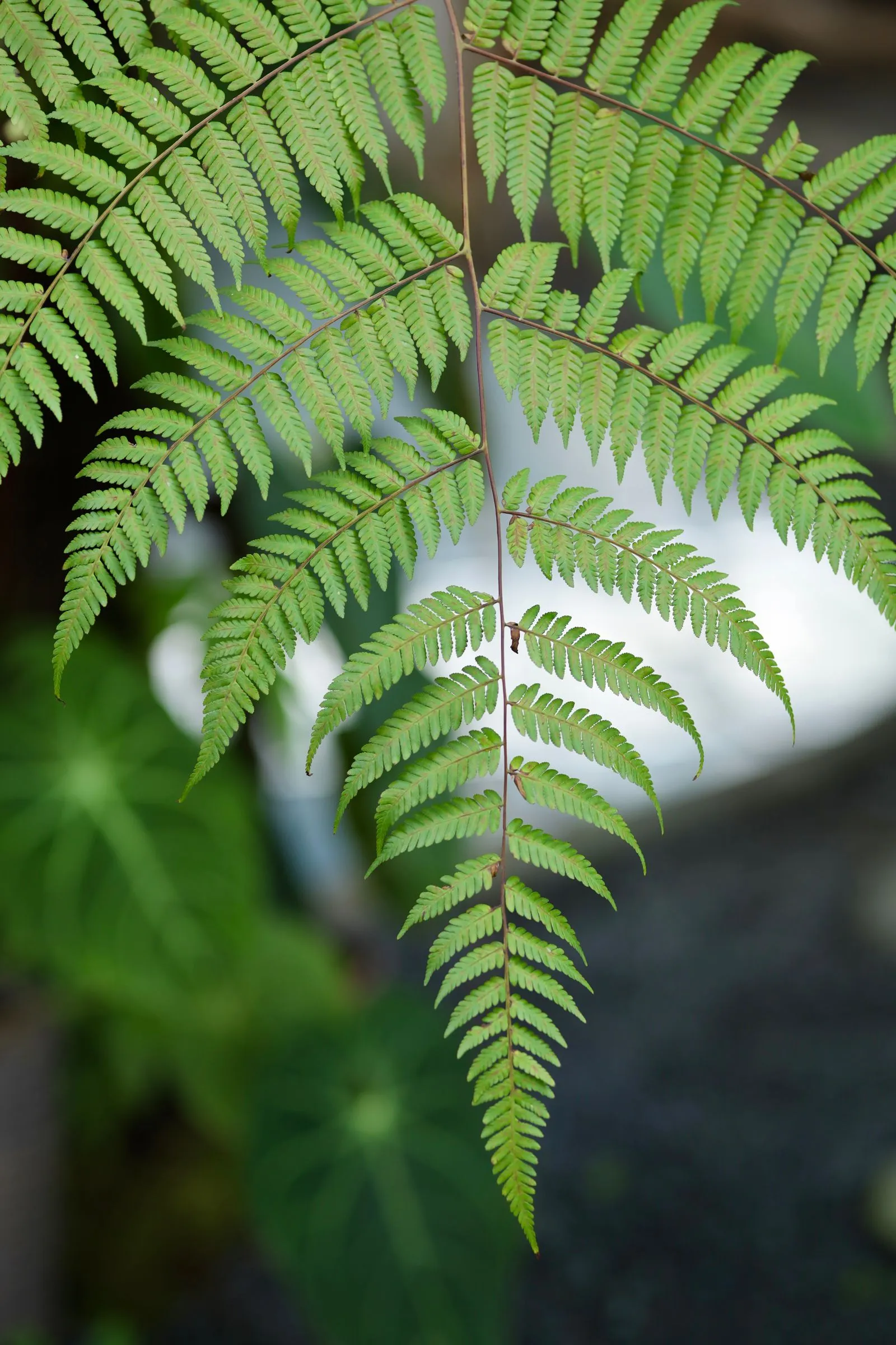 Seep spring on the Fern Hollow, around 09:30