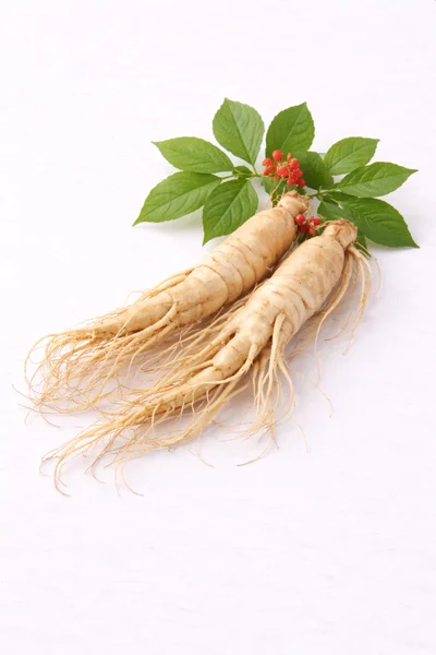 isolated GINSENG ROOT plant on a white background