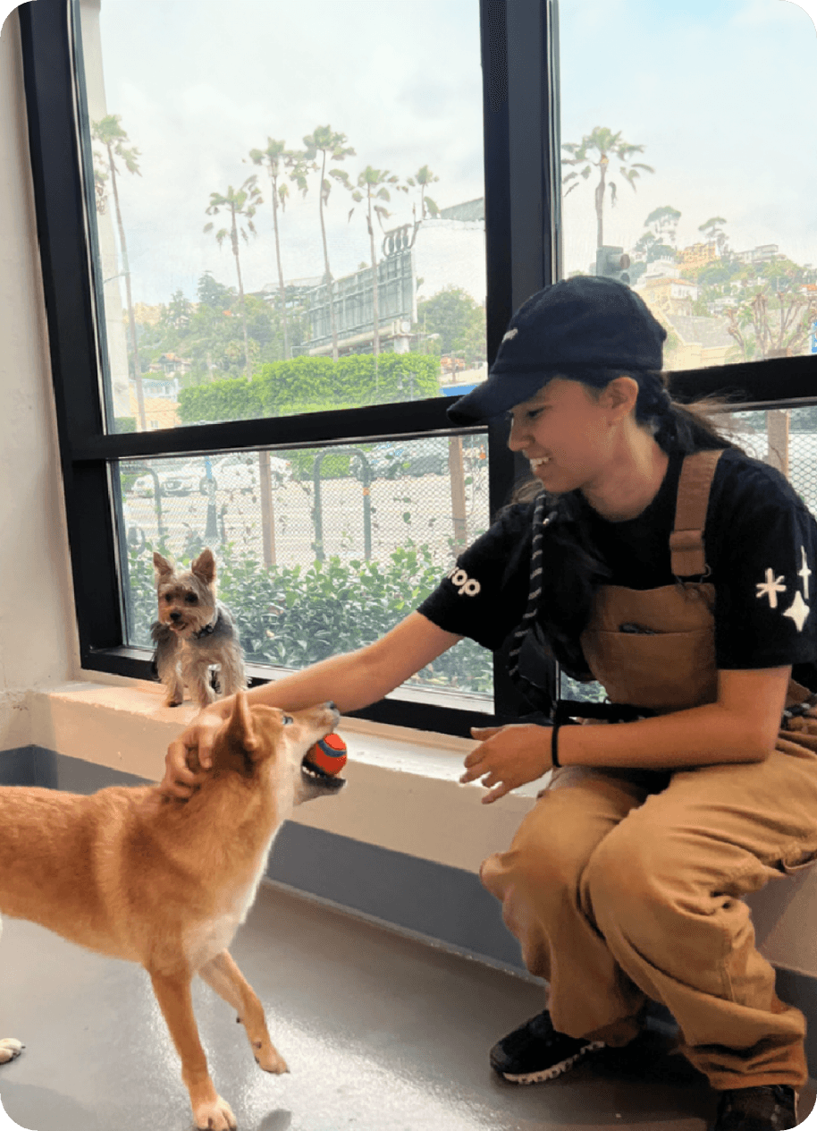 Dogdrop daycare team caring for dogs