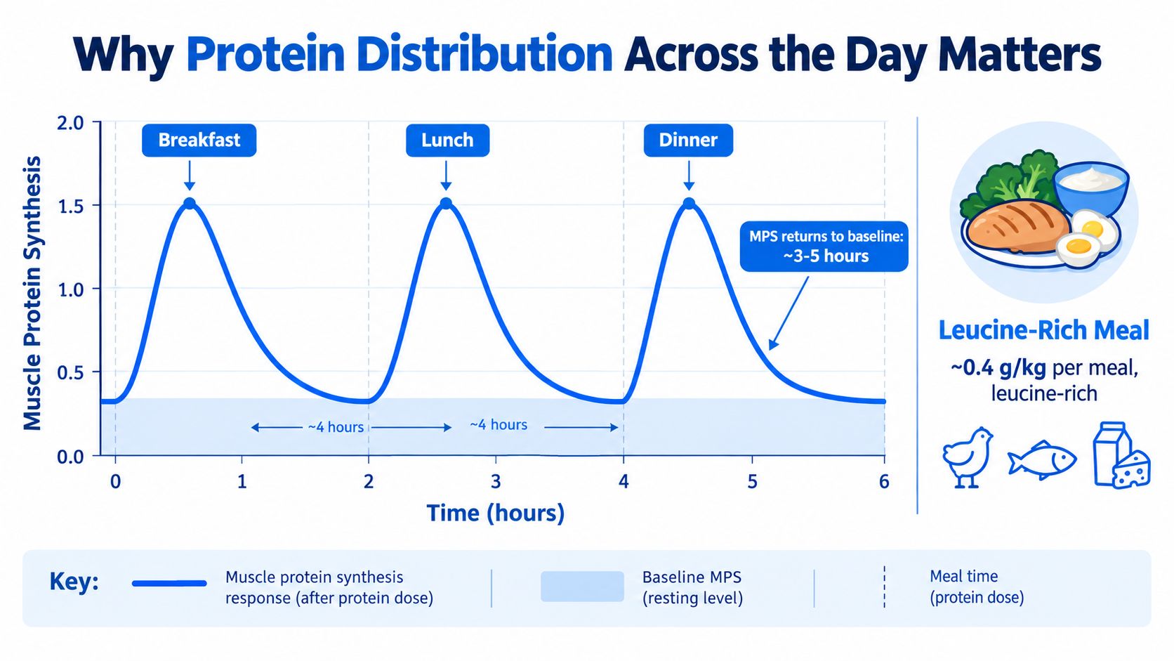 A graph showing how balanced protein intake throughout the day optimally stimulates muscle protein synthesis over time.