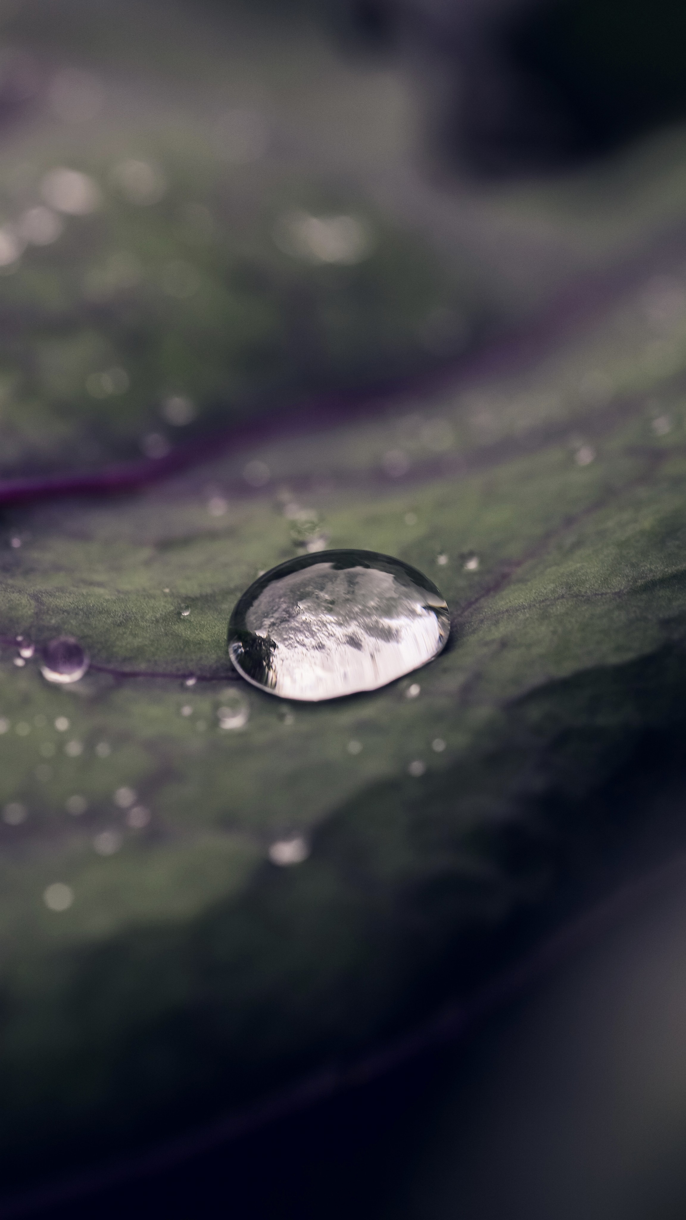 A water drop on a leaf