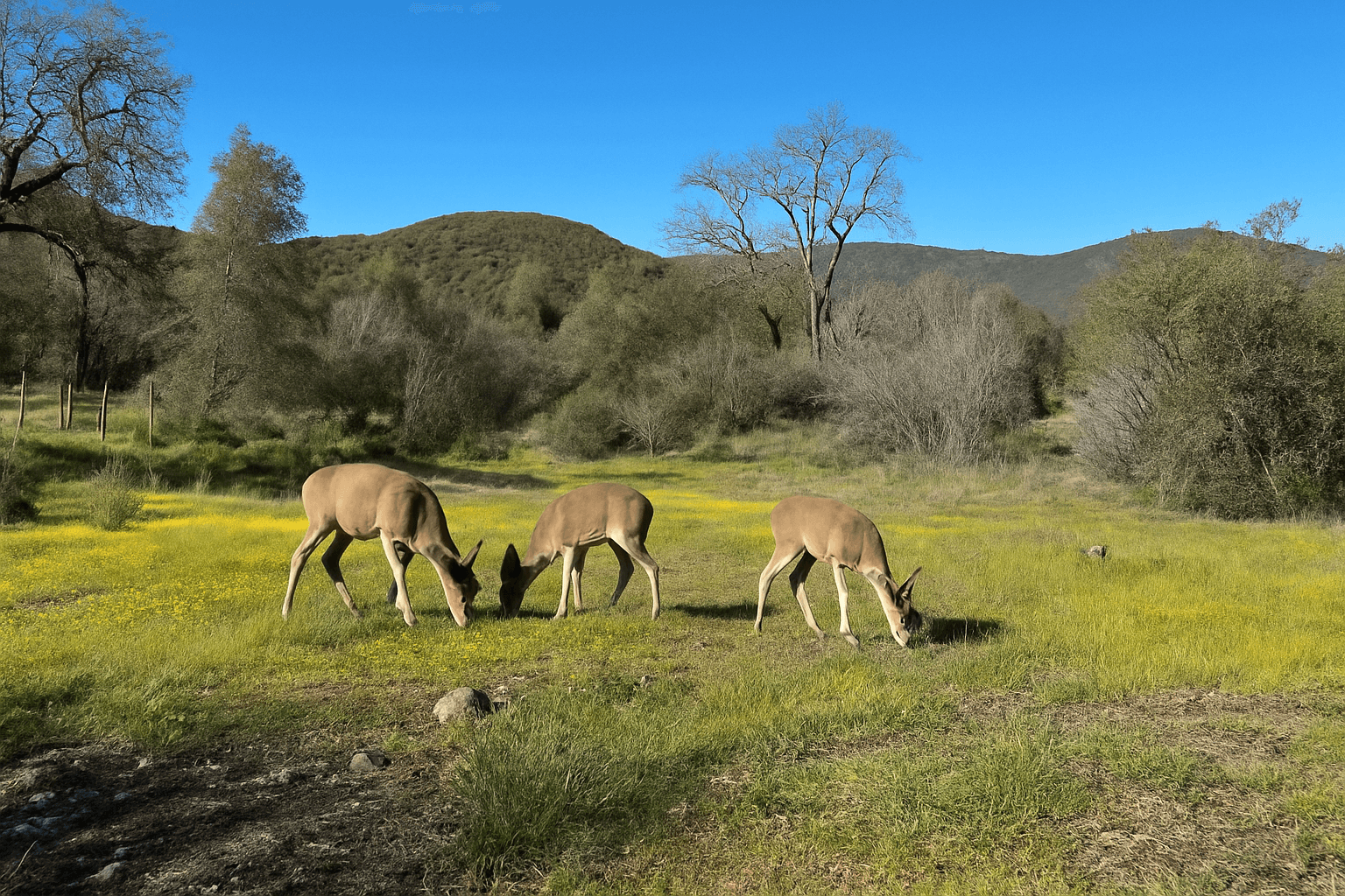 The Bucks Stop Here"