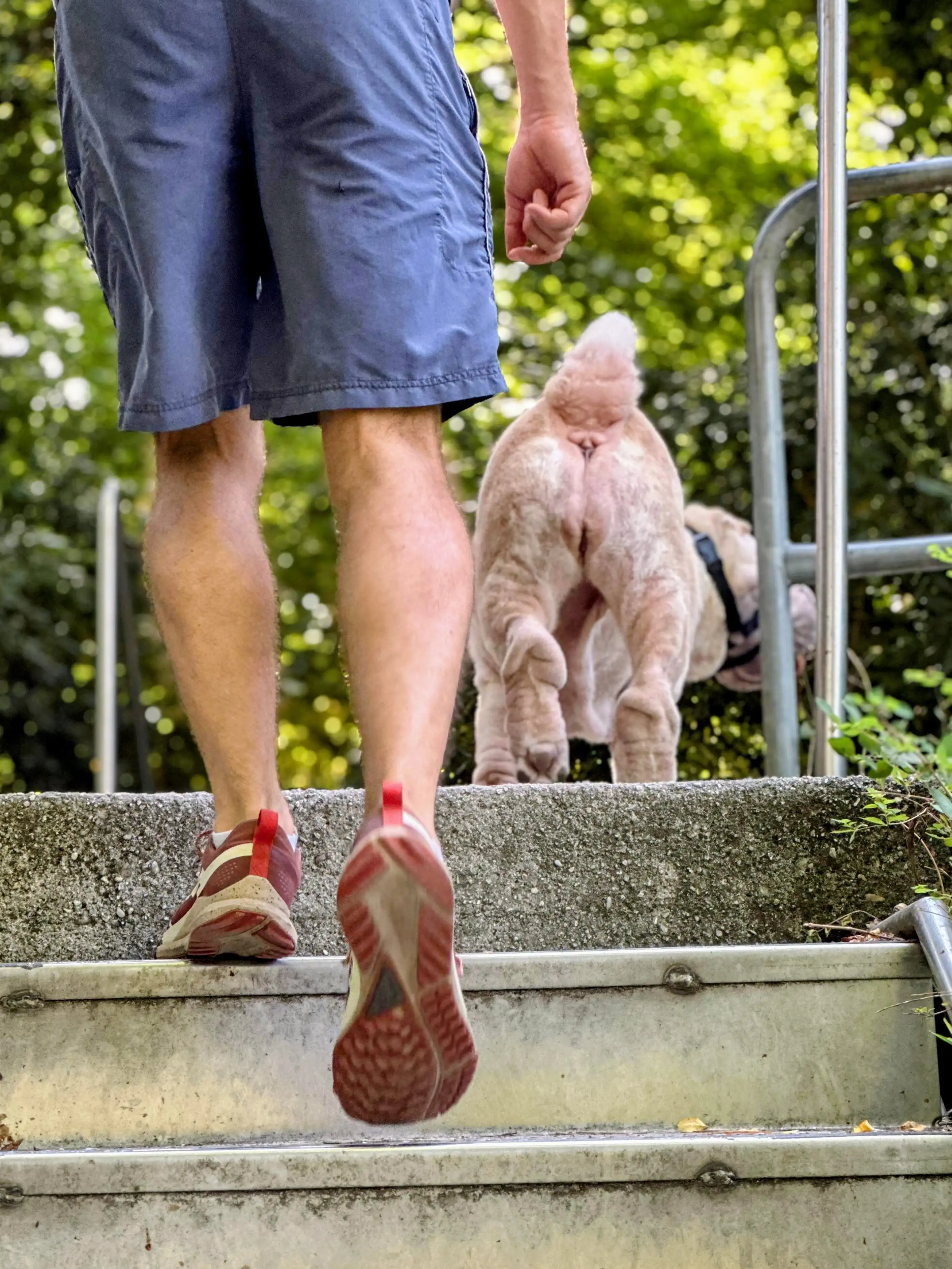 un Educateur et un chien en muselière marche de dos et côte à côte dans un parc