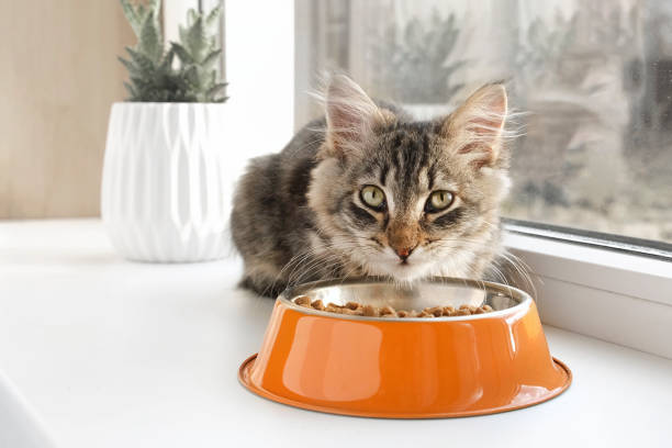 A cat eating the vet-prescribed diet that was given during the consultation