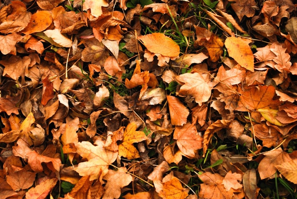 feuilles automne