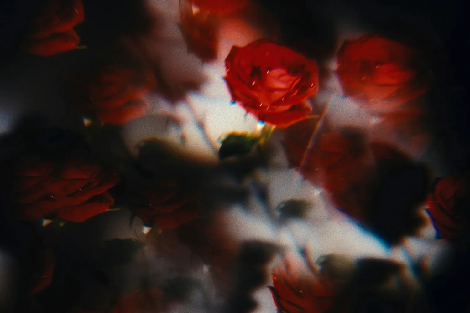Softly blurred red roses layered and overlapping, symbolizing desire, complexity, and the many forms intimacy and love can take beyond a single relationship structure.