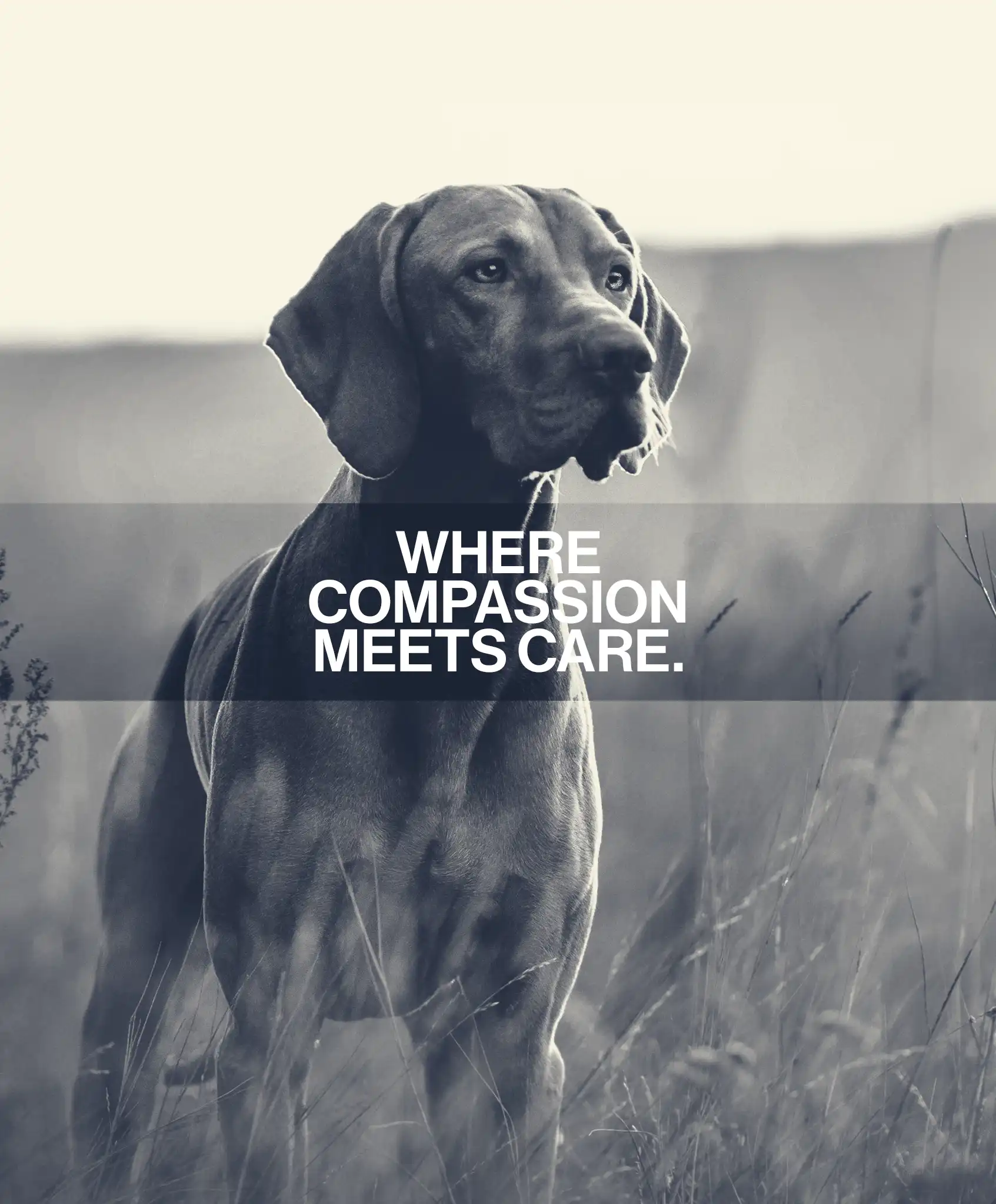 Acadia Drive Animal Clinic