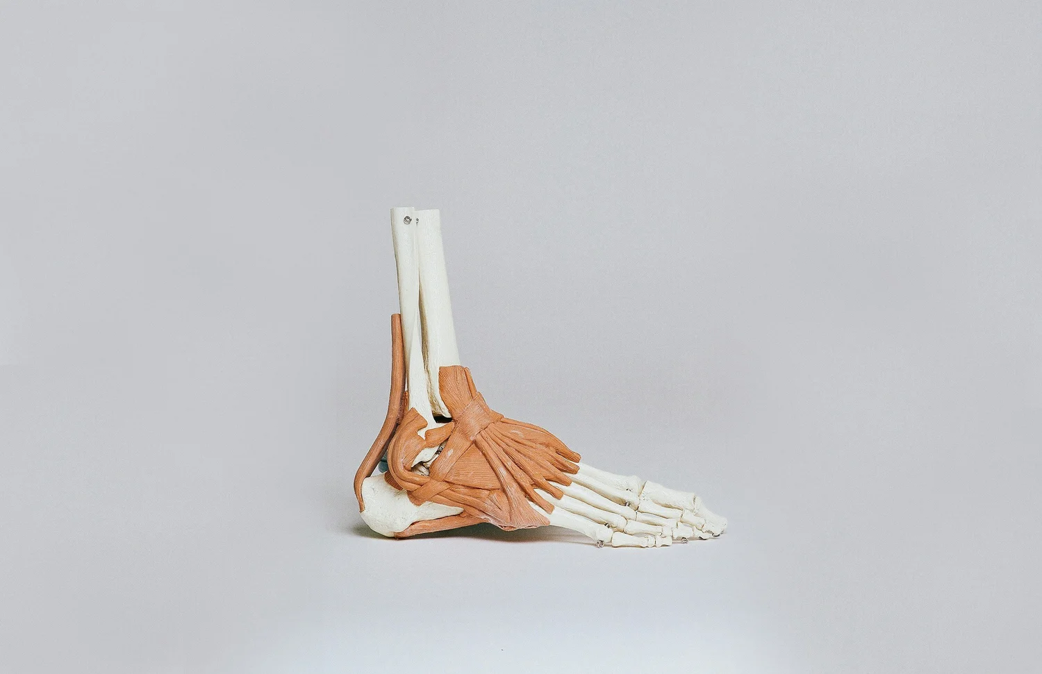 ankle pain diagram