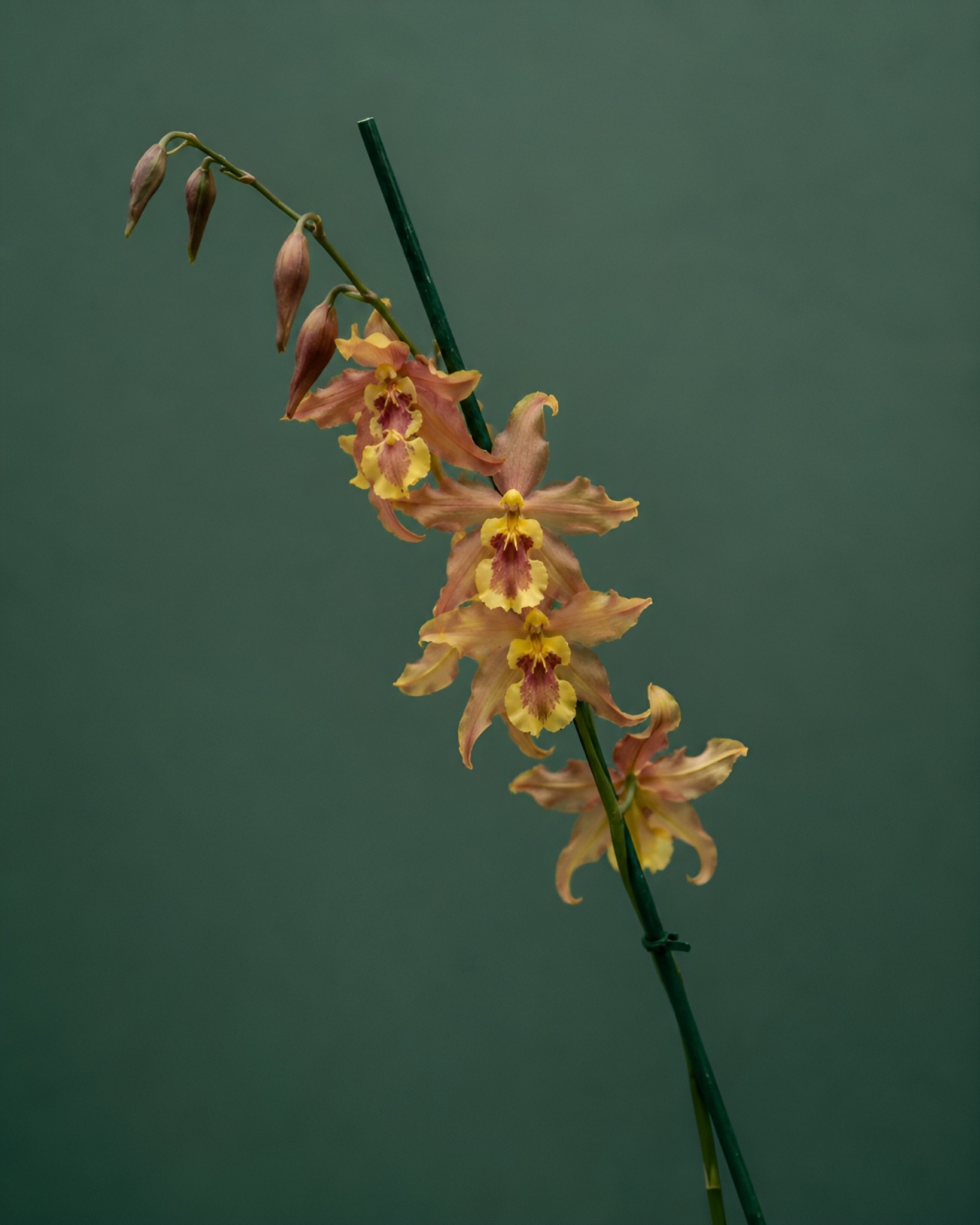 Yellow and orange flowers against a green studio backdrop