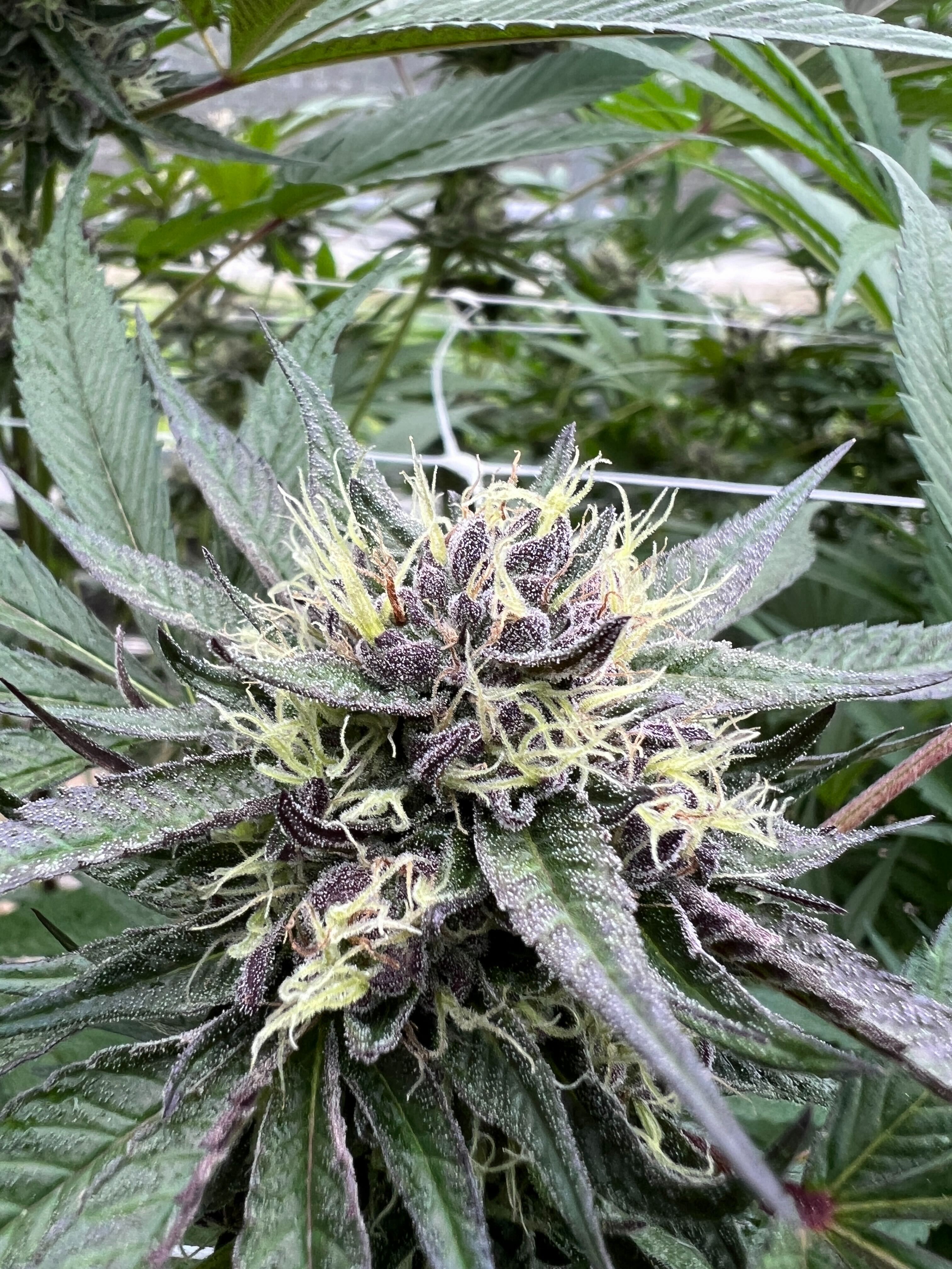 Sunkissed Farm Cherry Strudel cannabis varietal in peak flower with deep purple coloring and terpene-rich trichome coverage, Vermont