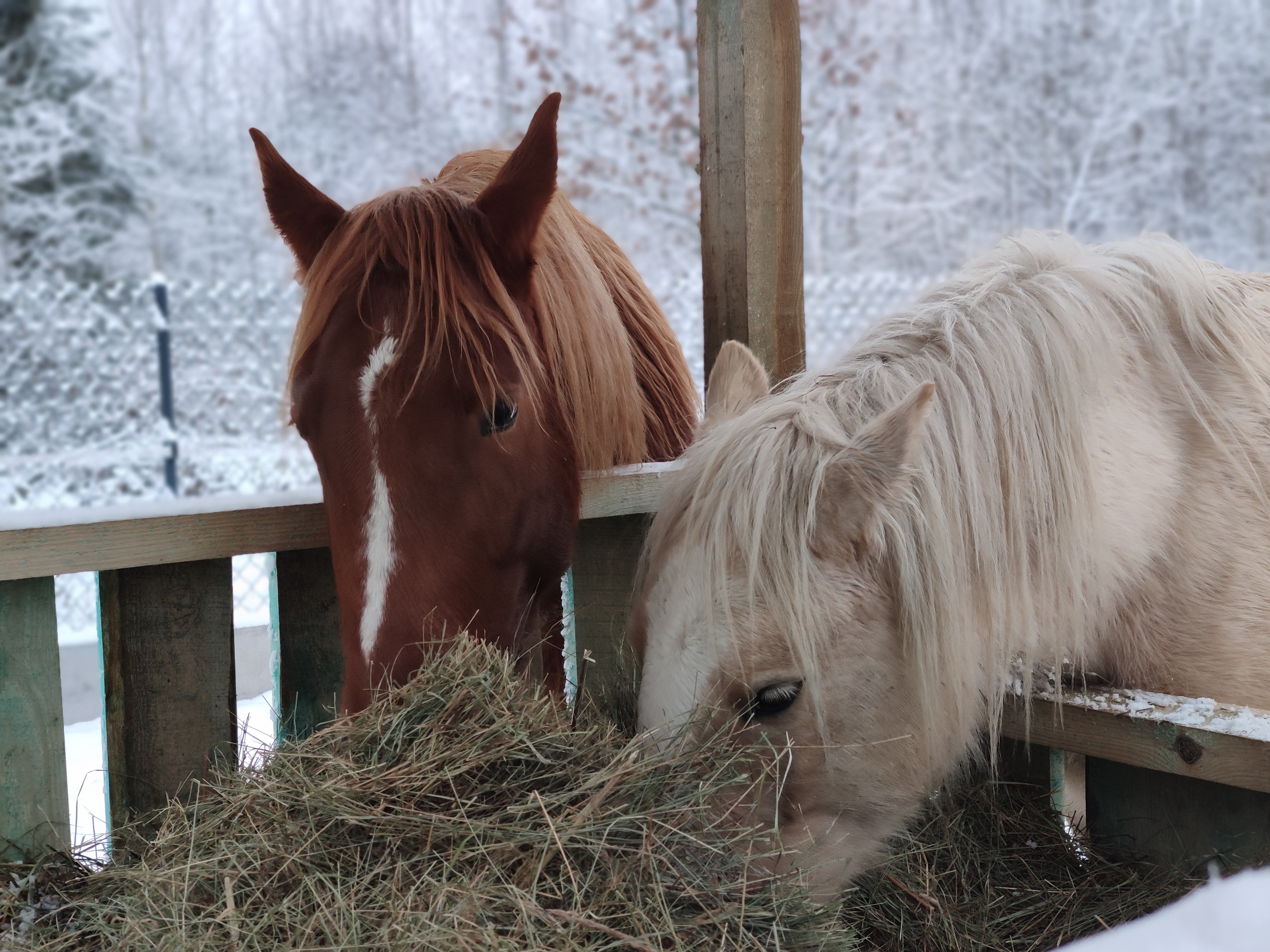 Dwa konie zaglądają do paśnika.