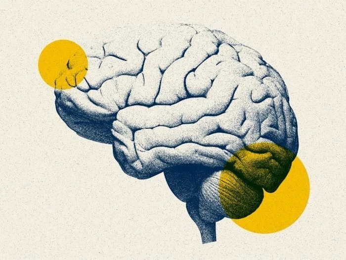 An image of a sketch of aBrain