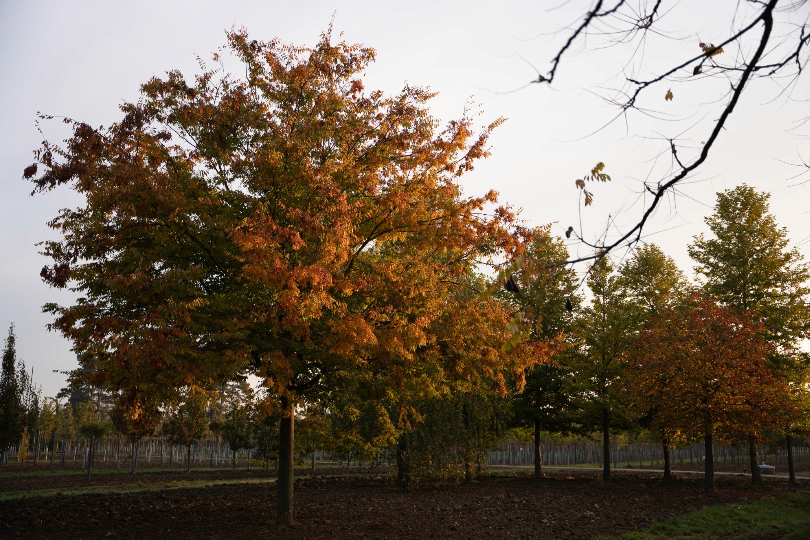 Zelkova serrata mit breiter, locker aufgebauter Krone und herbstlich orangefarbenem Laub in einer Baumschulreihe.