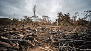 Deforestation in the Congo Basin