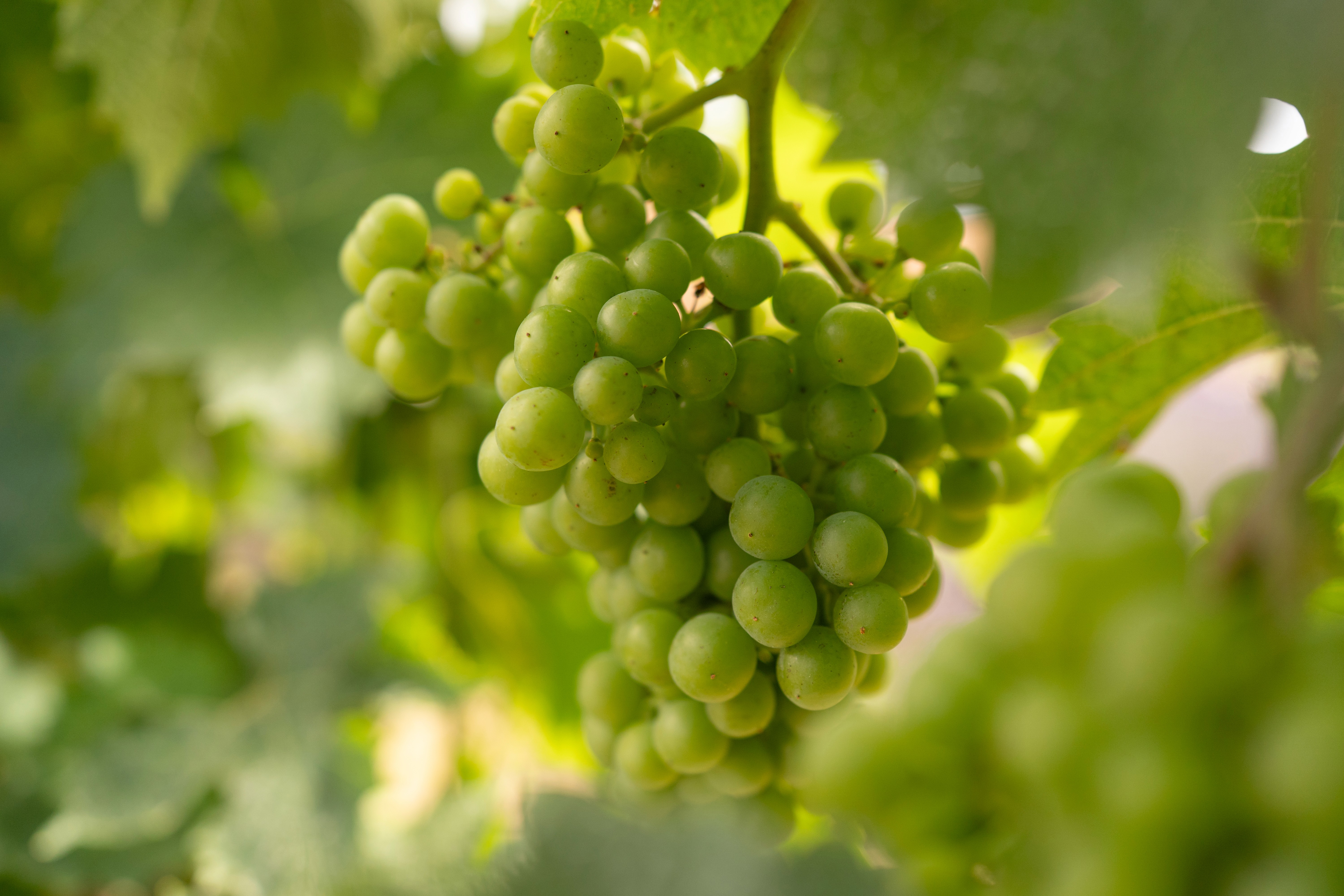 Farmer harvesting grapes during harvest season, organic farming in the vineyard.