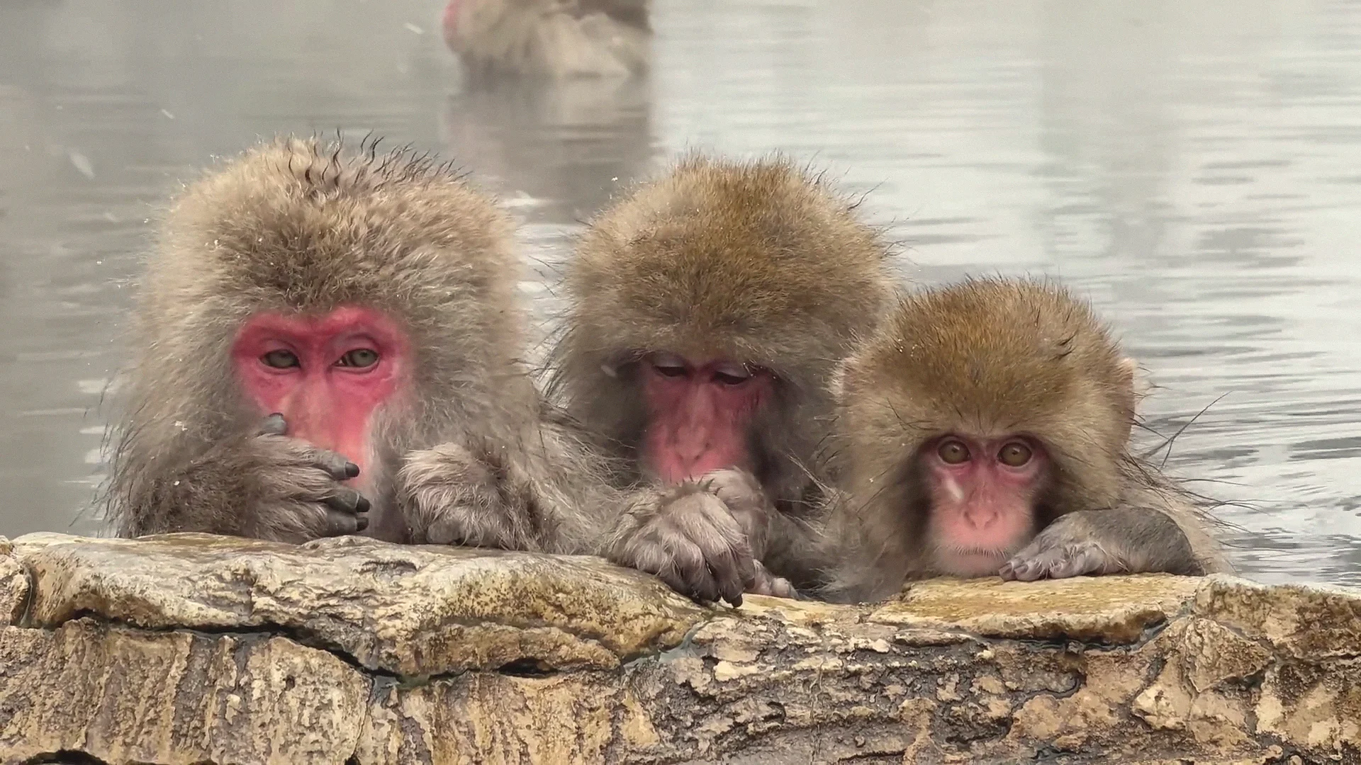 Close portrait of three snow monkeys at the pool edge in soft light, an alert youngster on the right, winter