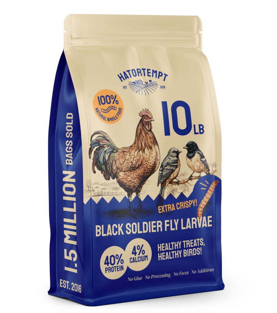 Hatortempt Black Soldier Fly Larvae