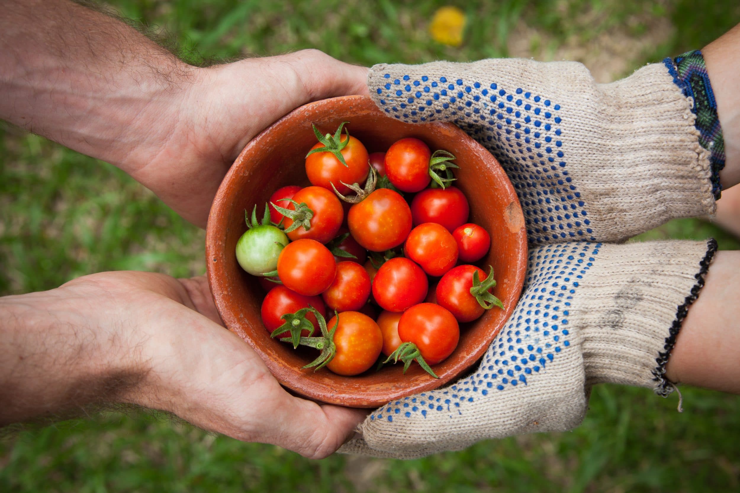 Hands with out gloves and hands with gloves holding a bowl of tomatos together