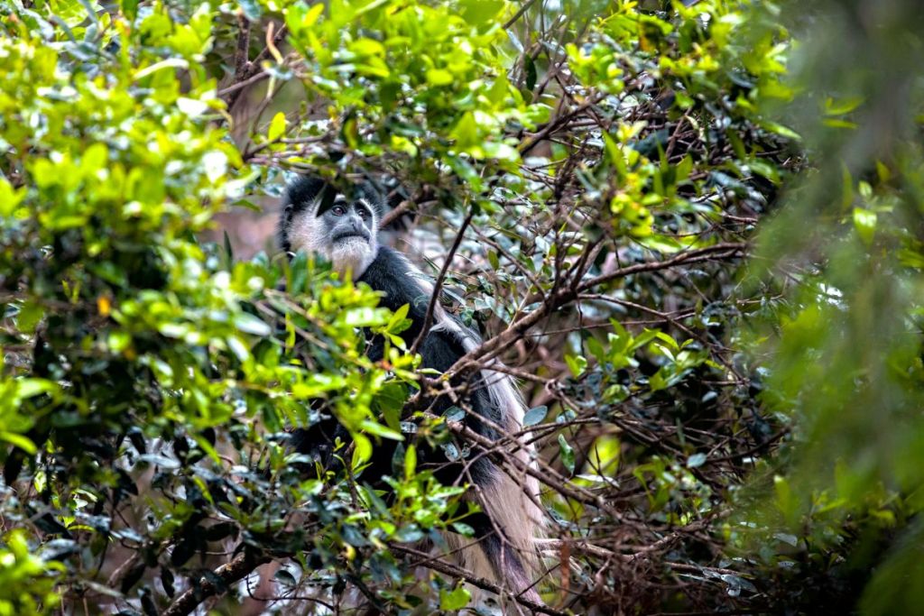 colobus monkey, tanzania
