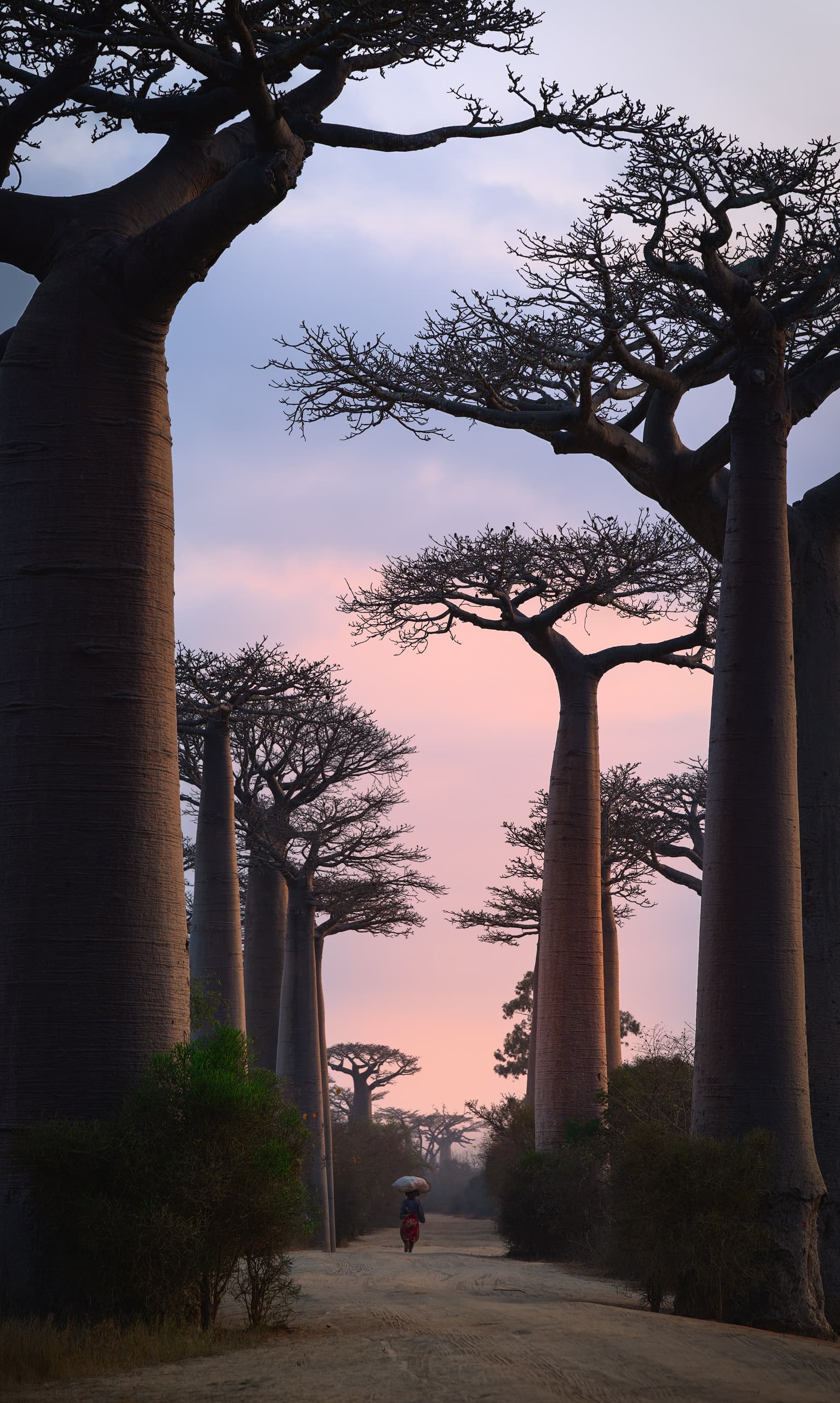 Baobaos en Madagascar