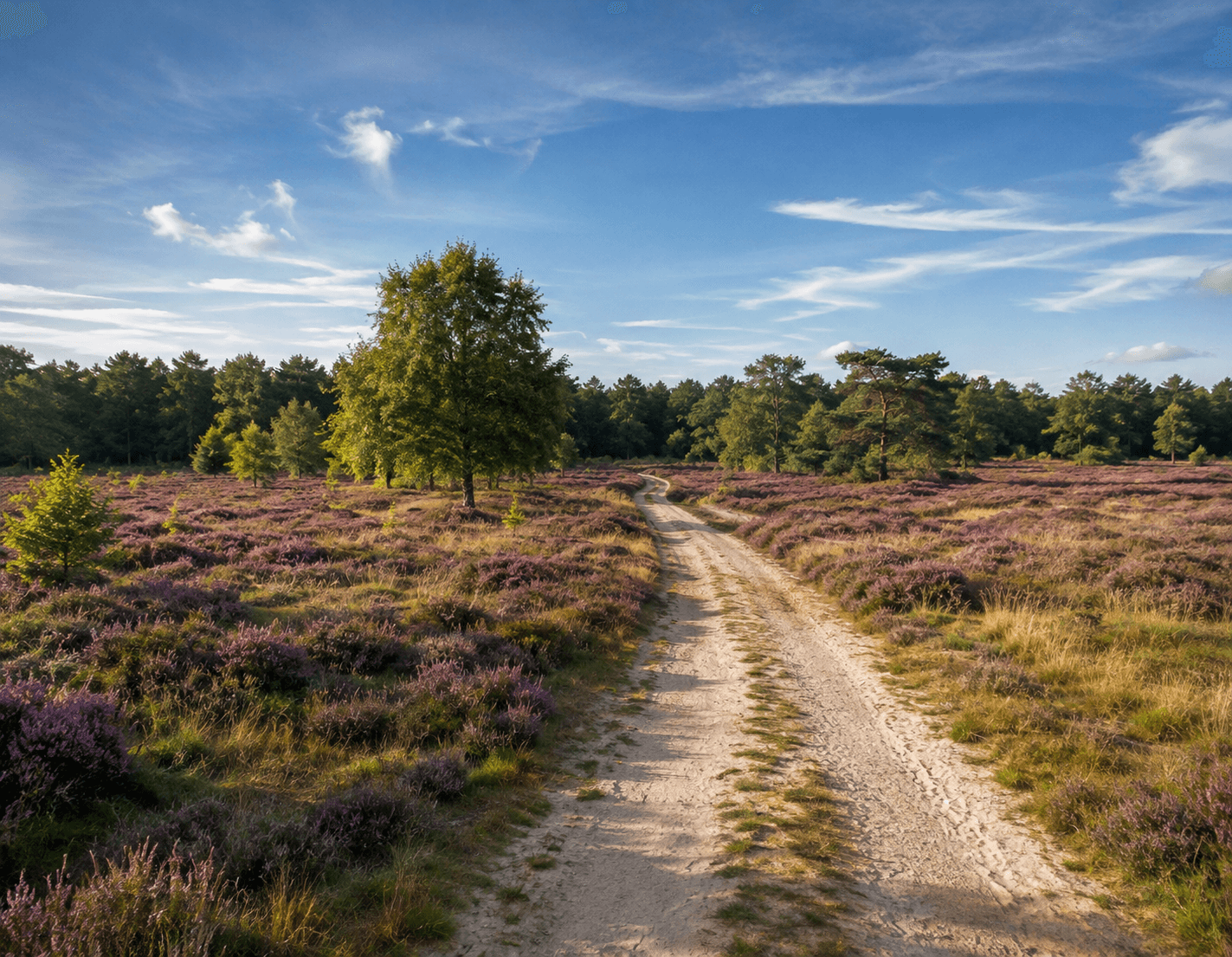 AI gegenereerde foto van Gooische heides