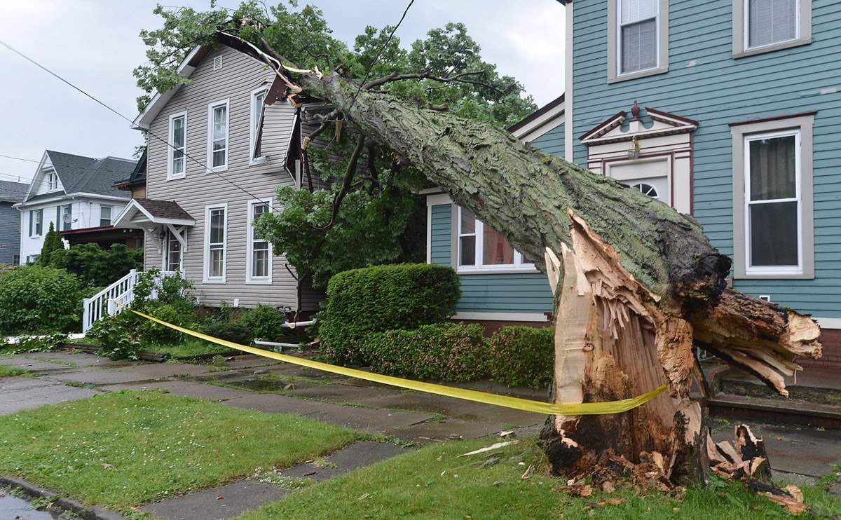 Tree Bracing