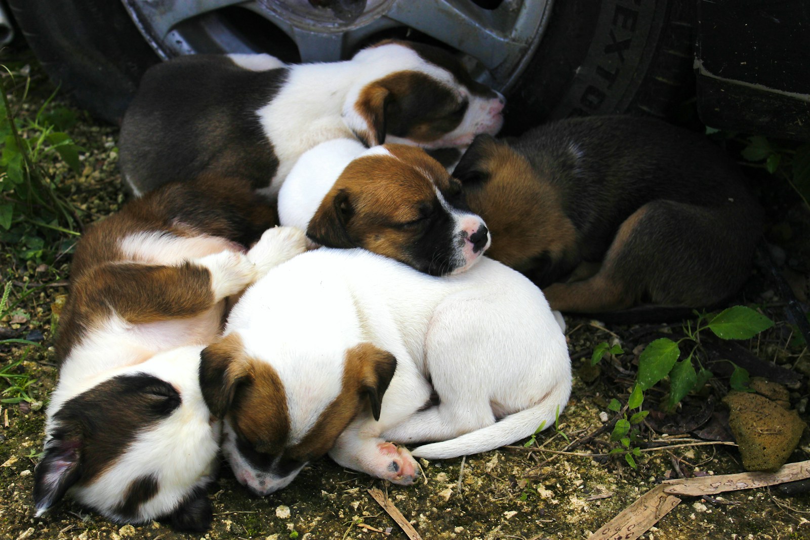 A litter of puppies sleeping together in a pile