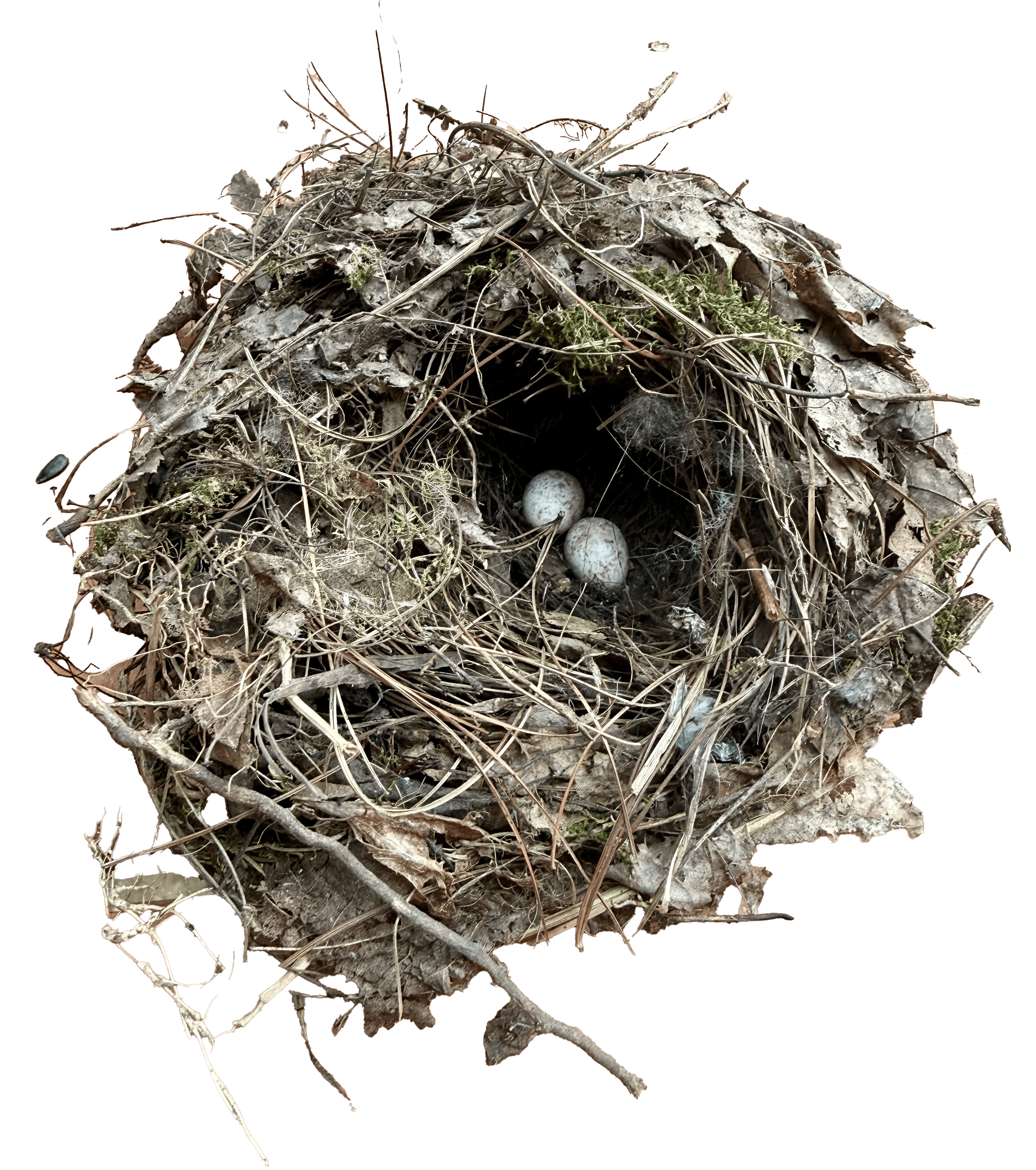 A small bird's nest made of twigs and grass, containing two pale eggs inside.