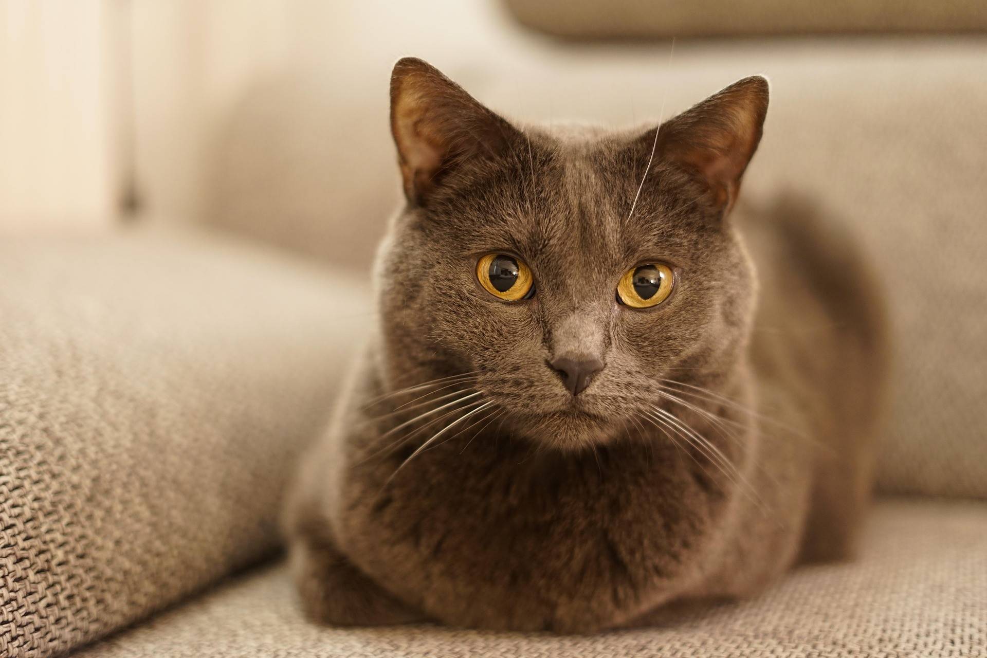Chartreux
