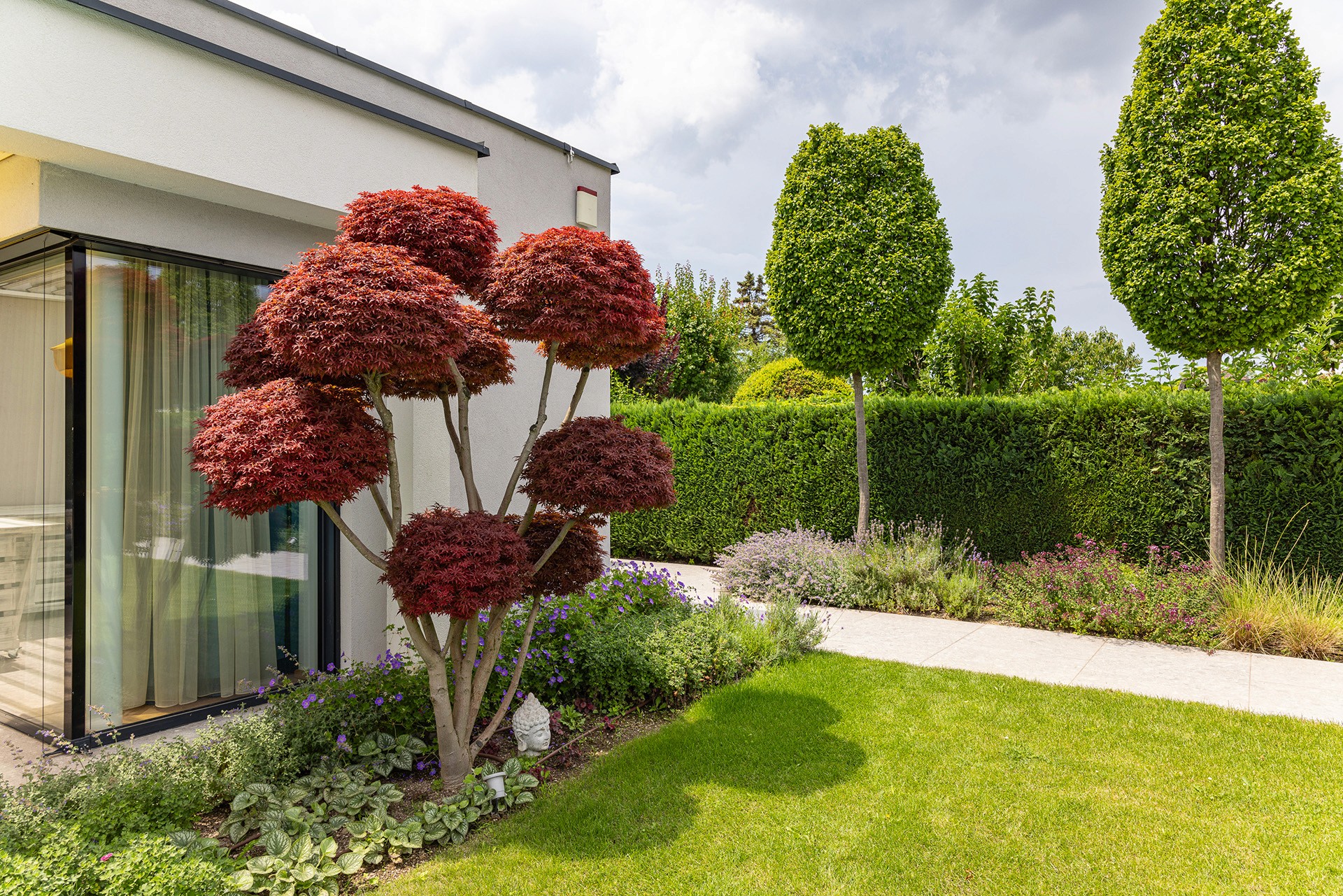 Rotlaubiger Ahorn vor moderner Hausfassade mit Rasenfläche und geradlinigem Gartenweg. Bild 4