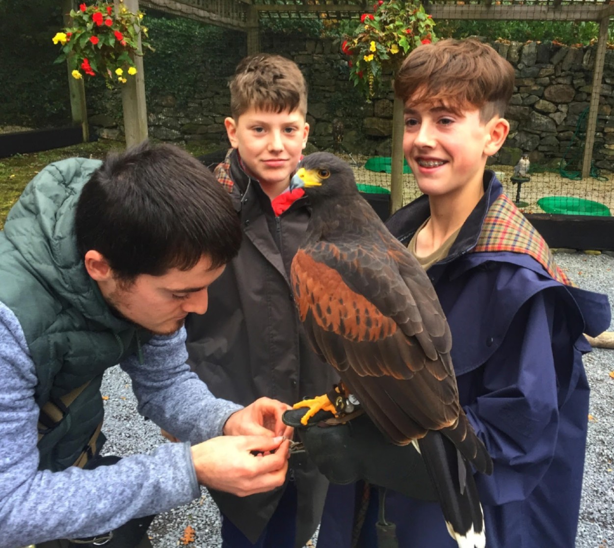 Falconry at Ashford Castle