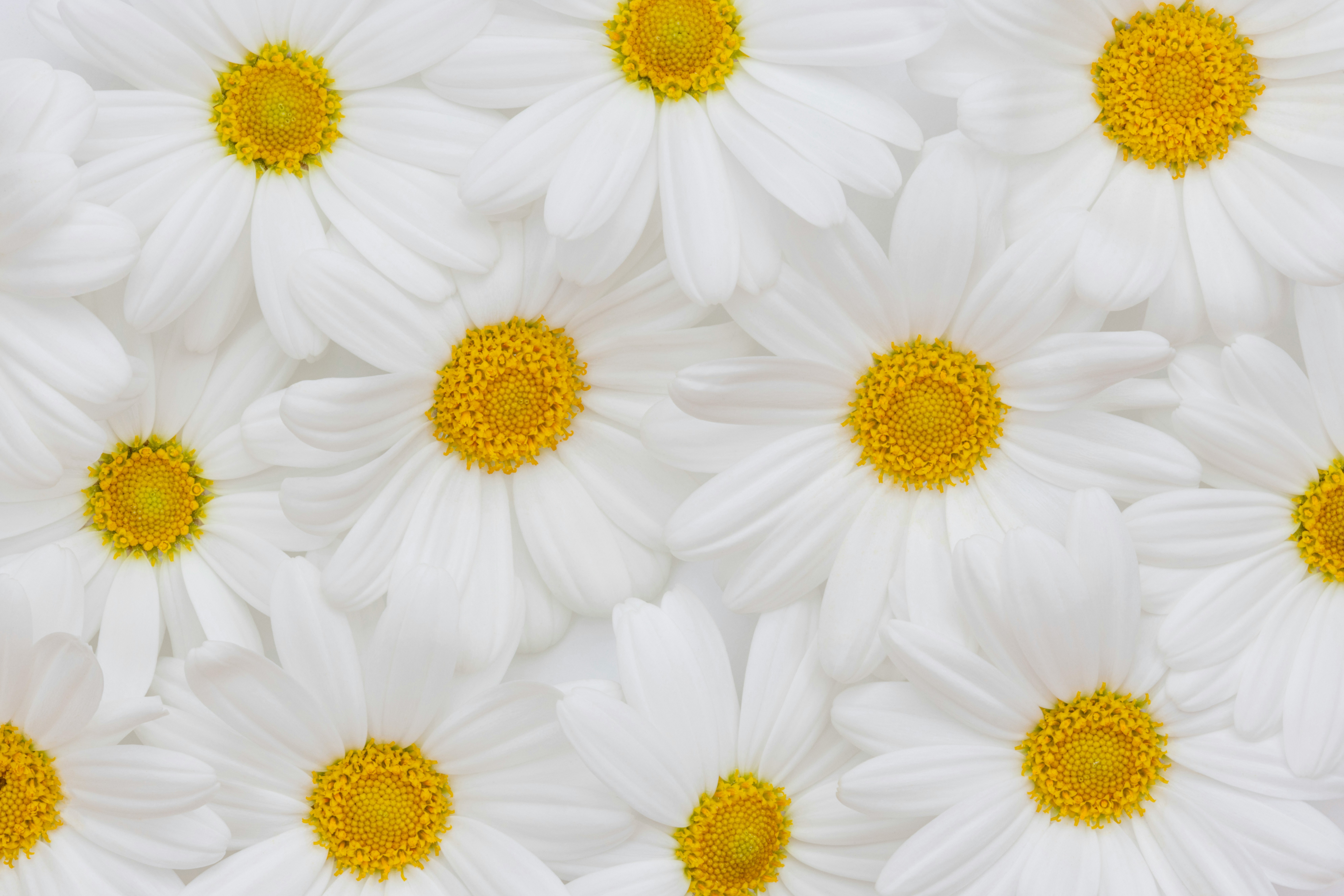 A field of white daisies with yellow centers.